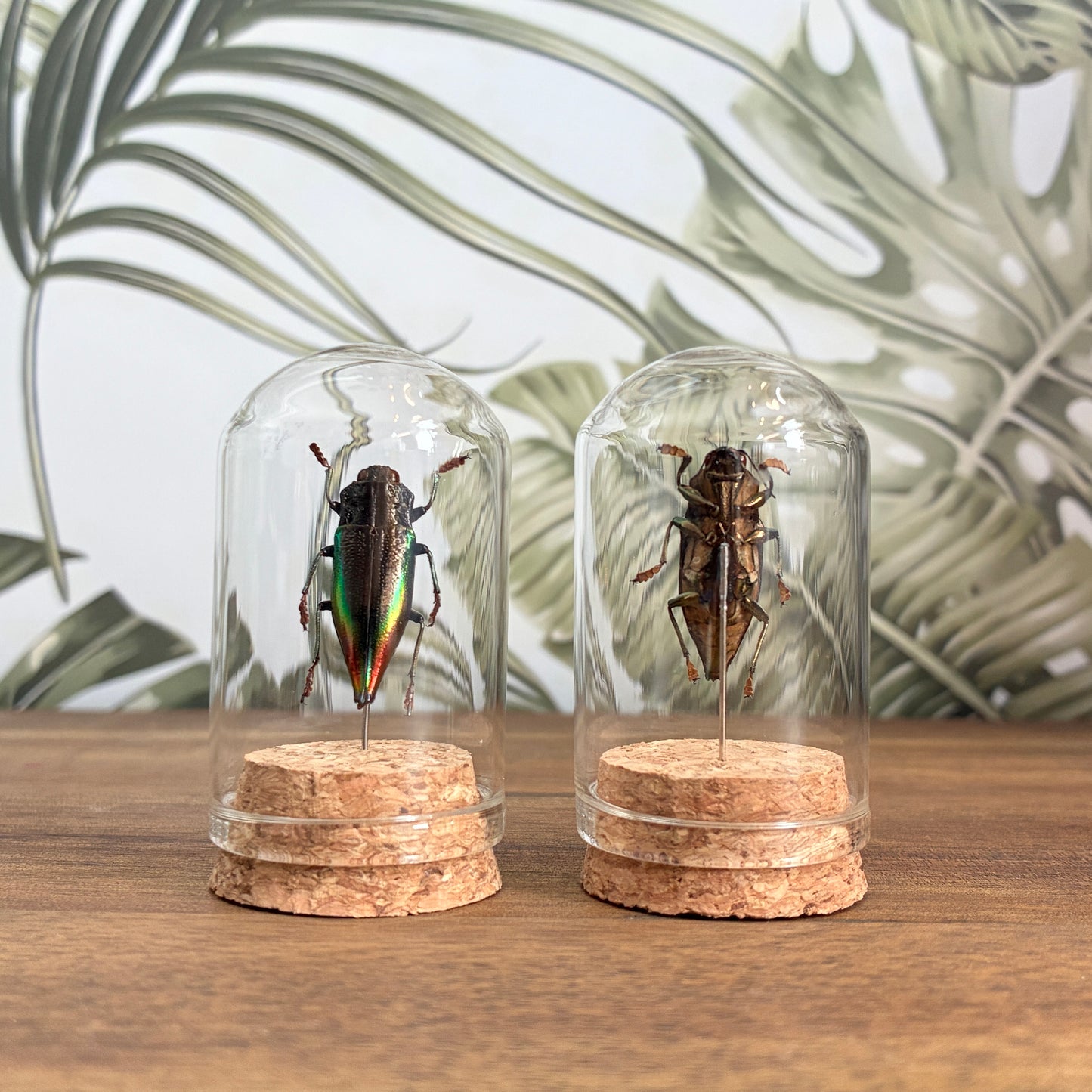Beetle Jar