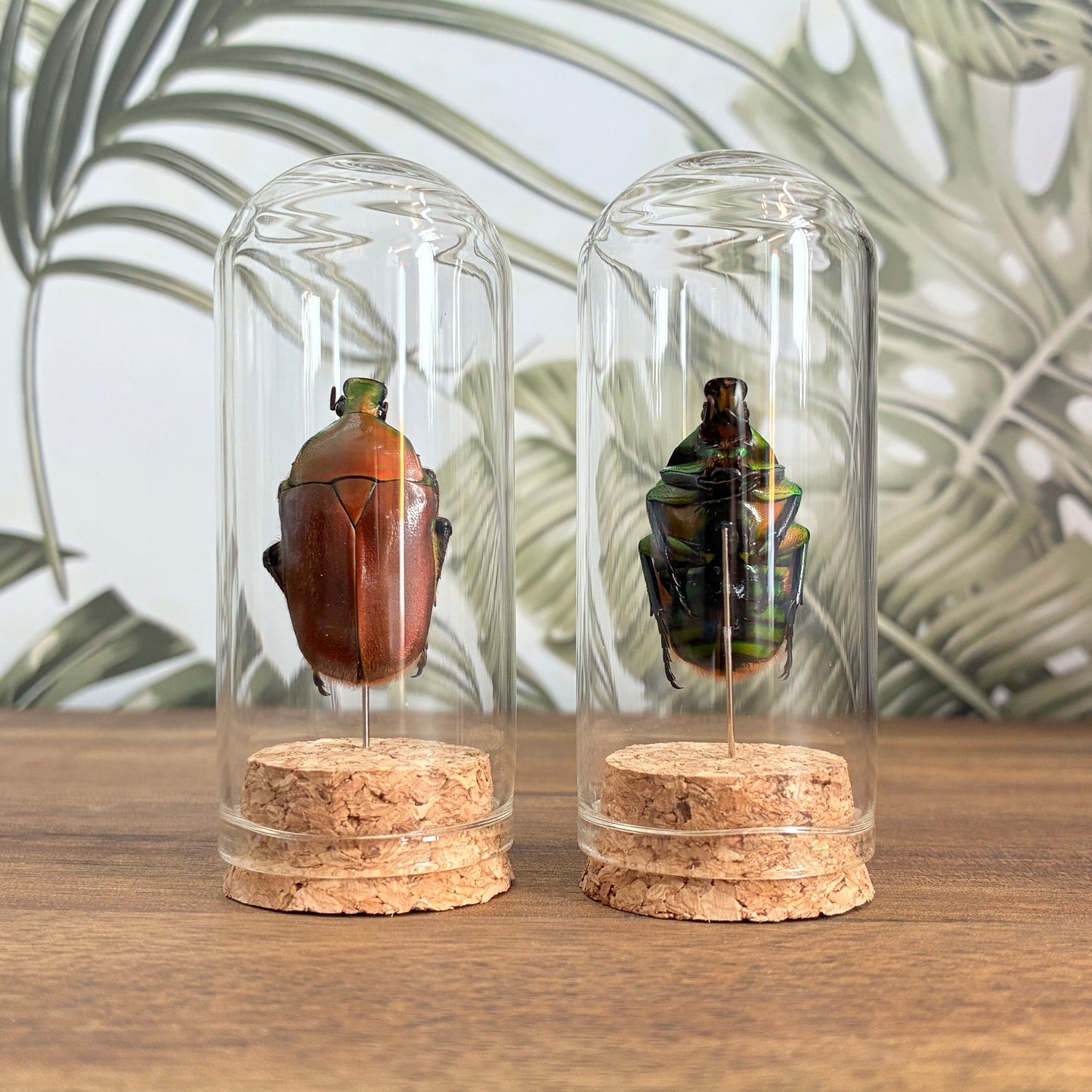 Beetle Jar
