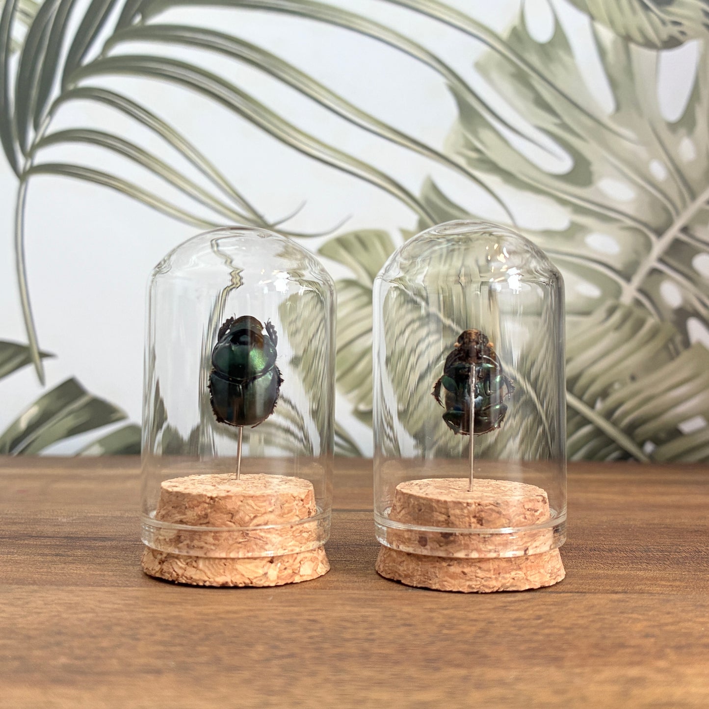 Beetle Jar
