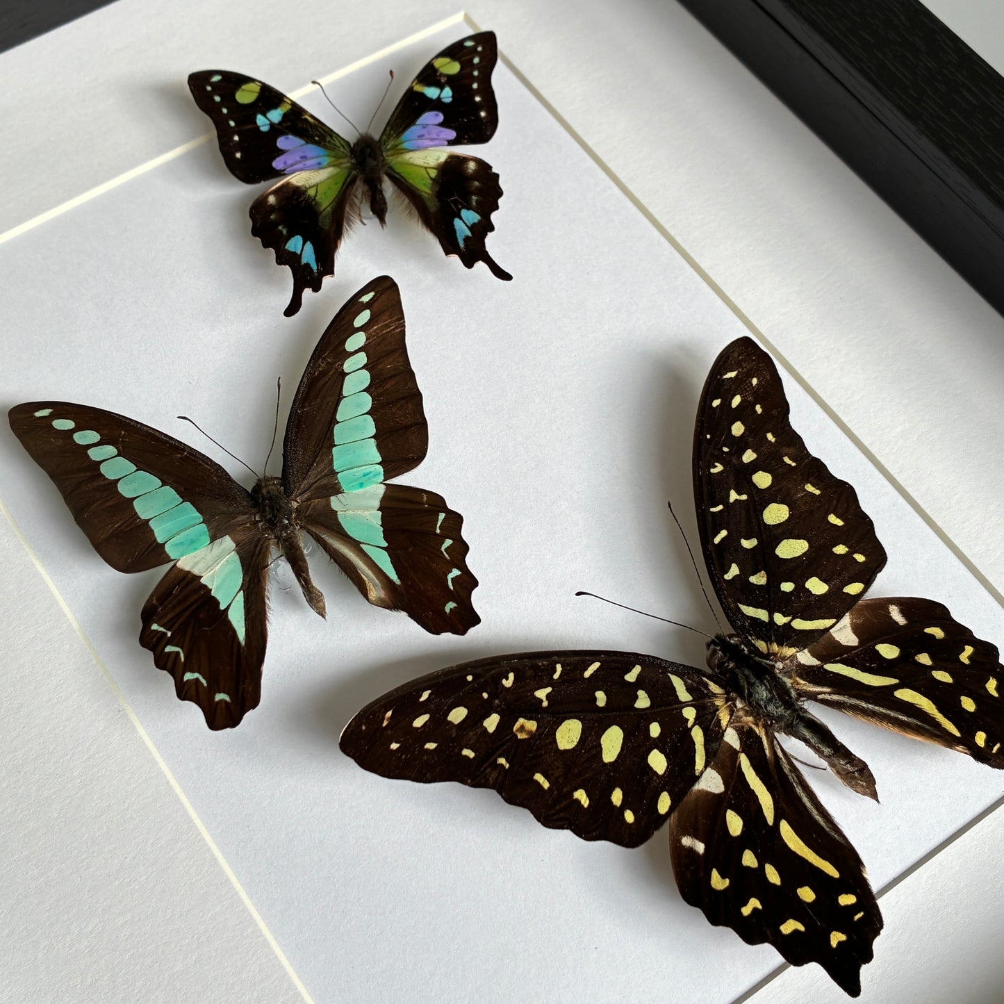 Set of Three Ladies
