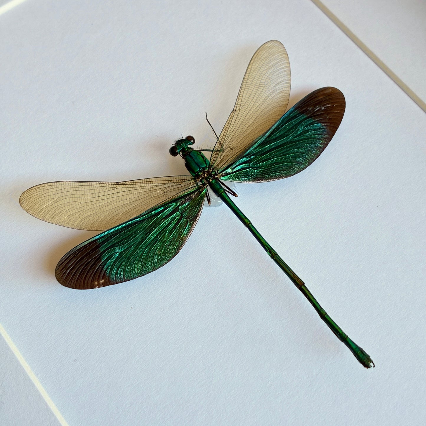 Stream Glory Damselfly