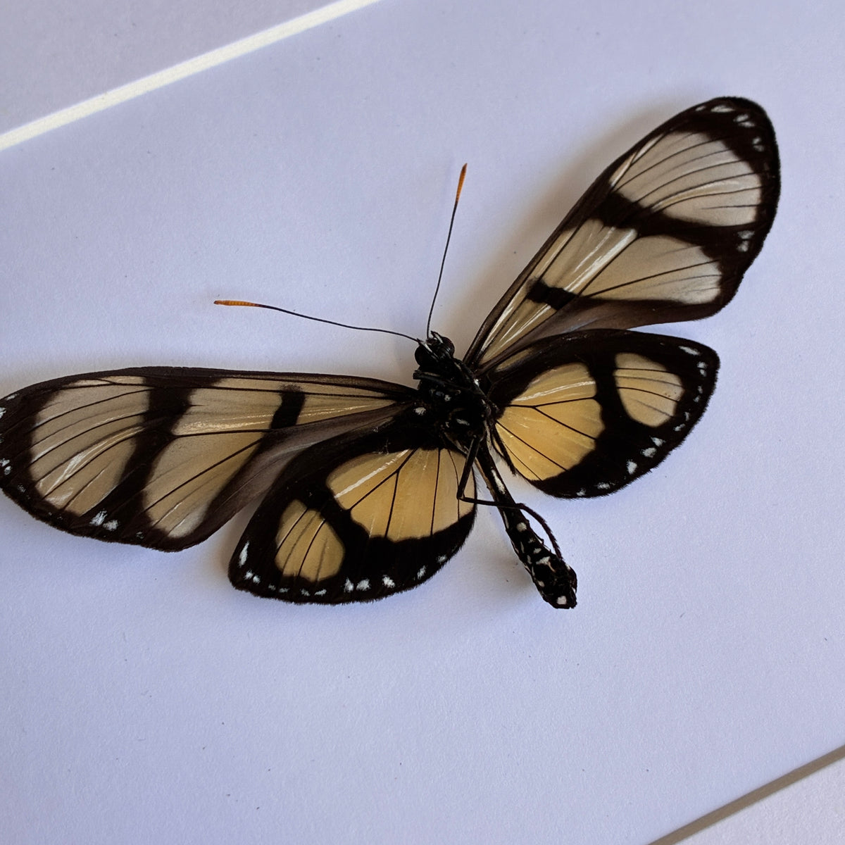 Melantho Tigerwing