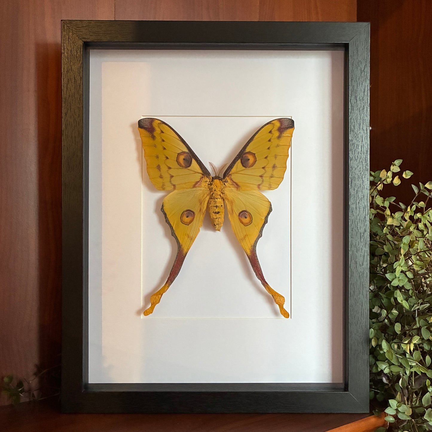 Comet Moth - Female