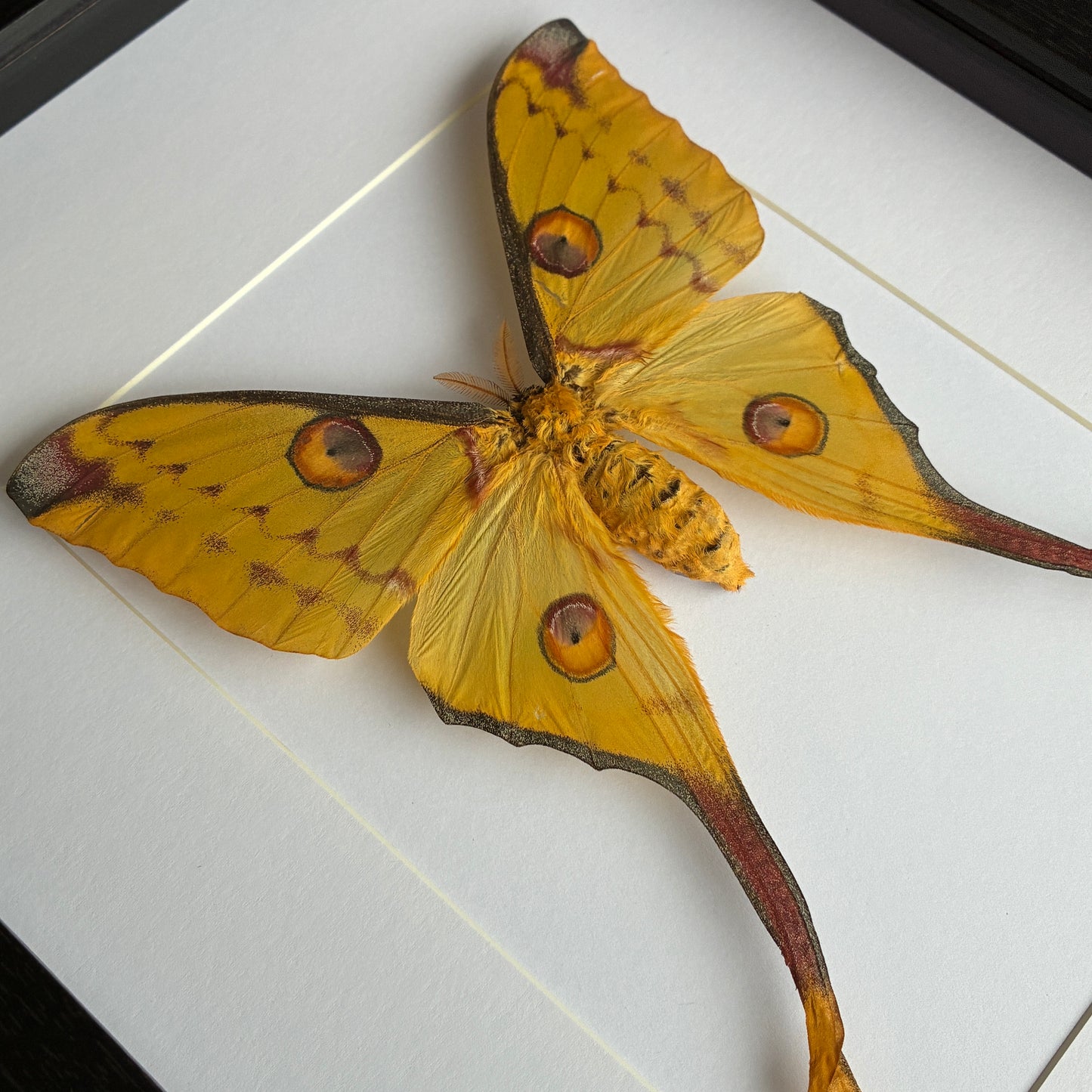 Comet Moth - Female