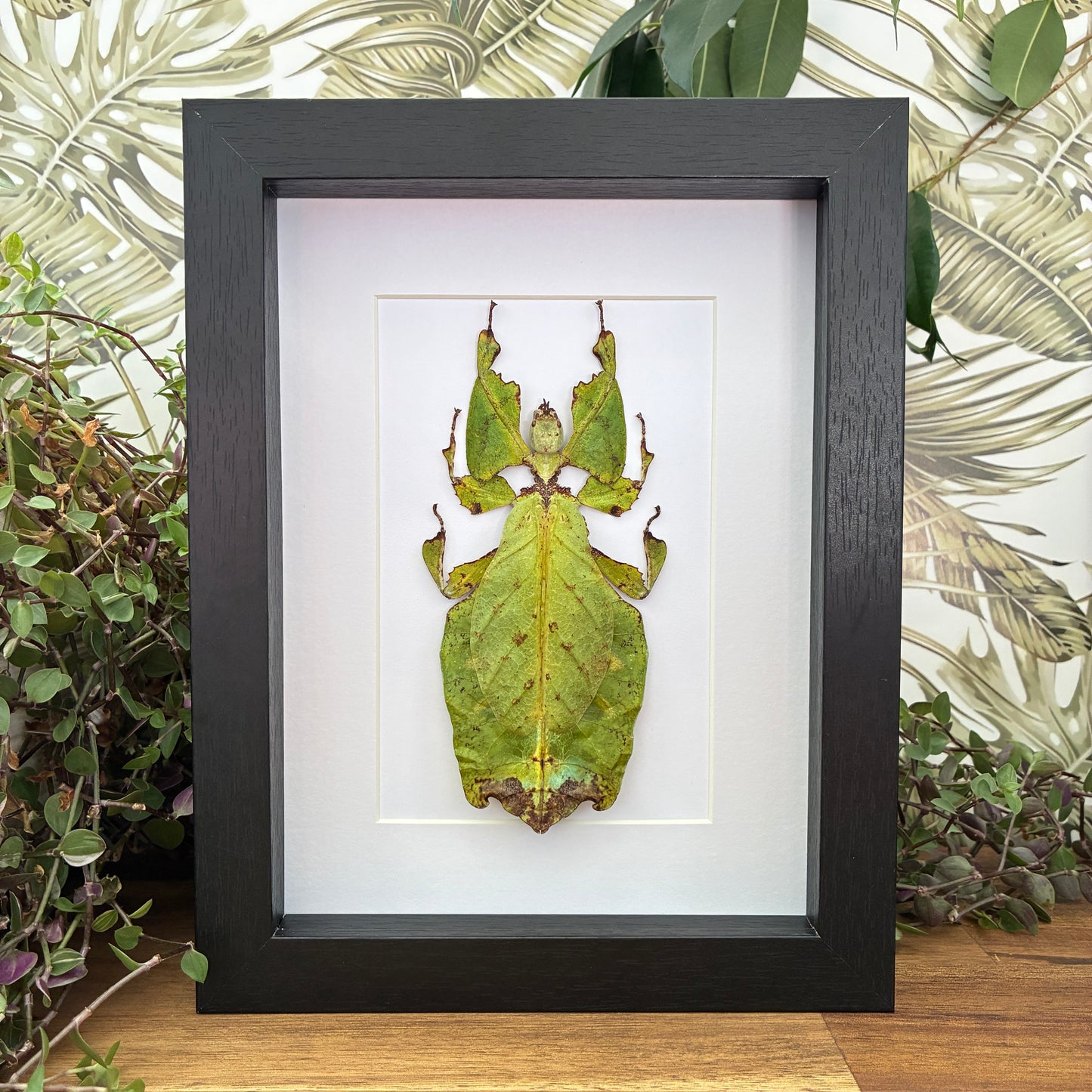 Giant Malaysian Leaf Insect