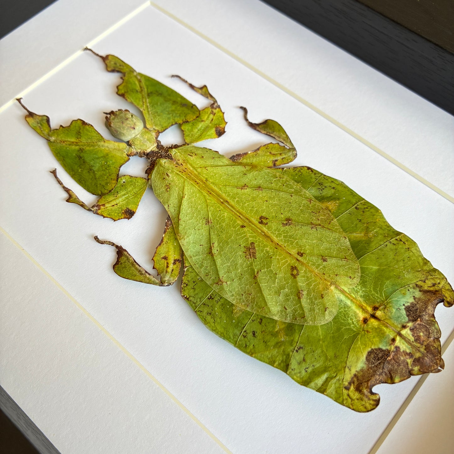 Giant Malaysian Leaf Insect