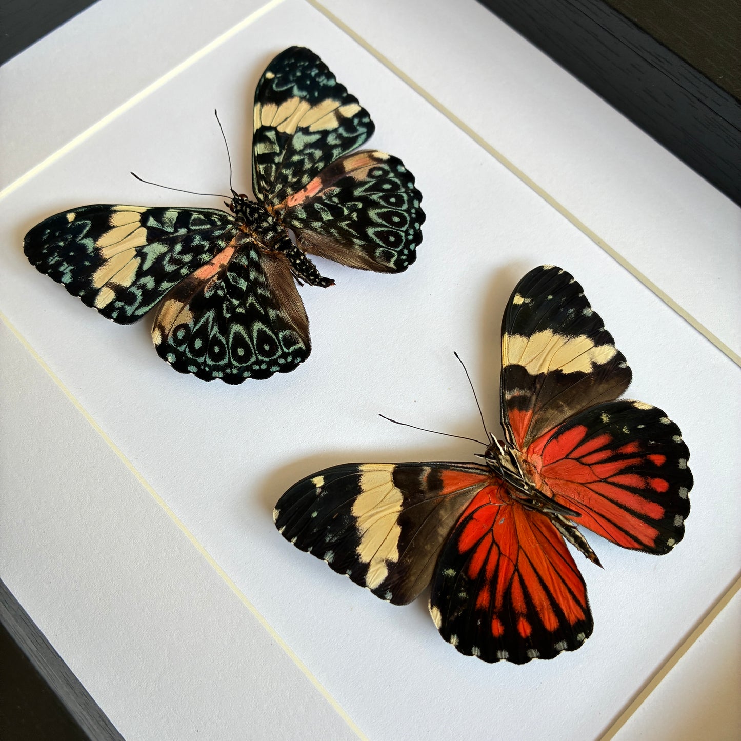 Red Cracker - Dorsal & Ventral