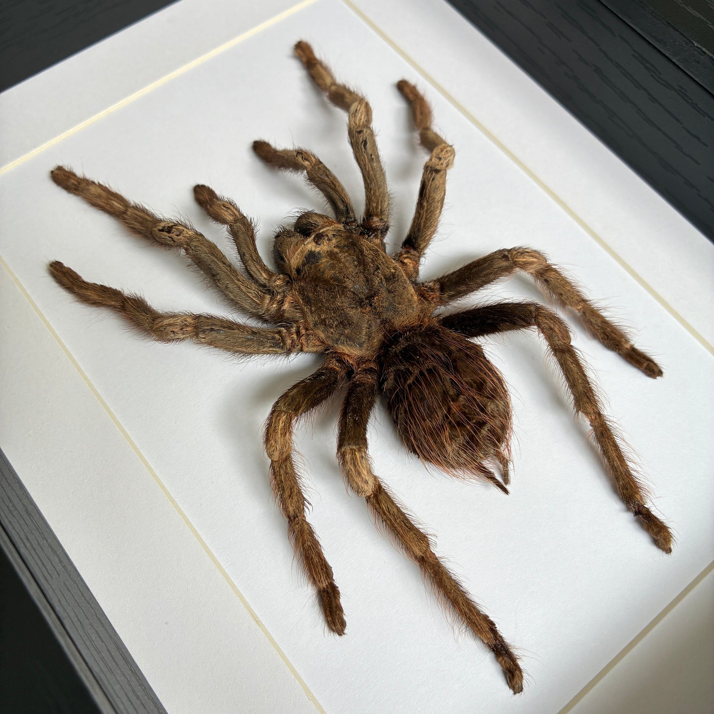 Giant Black-and-White Tarantula
