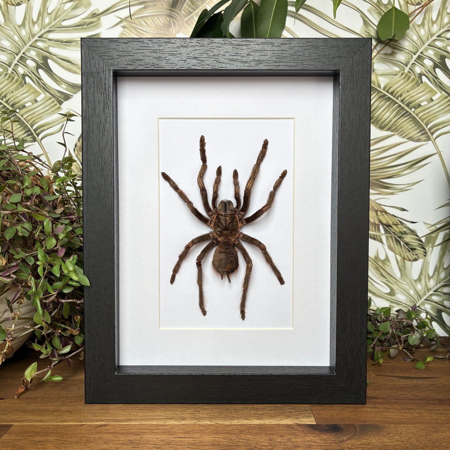 Rusty Birdeater Tarantula