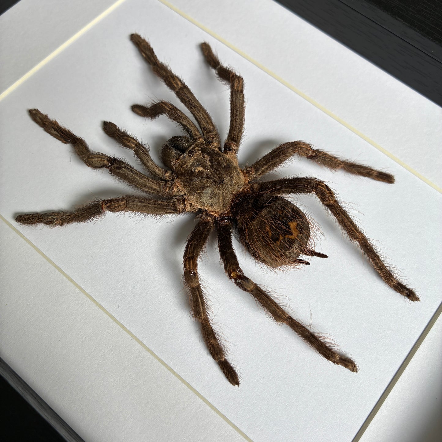 Rusty Birdeater Tarantula