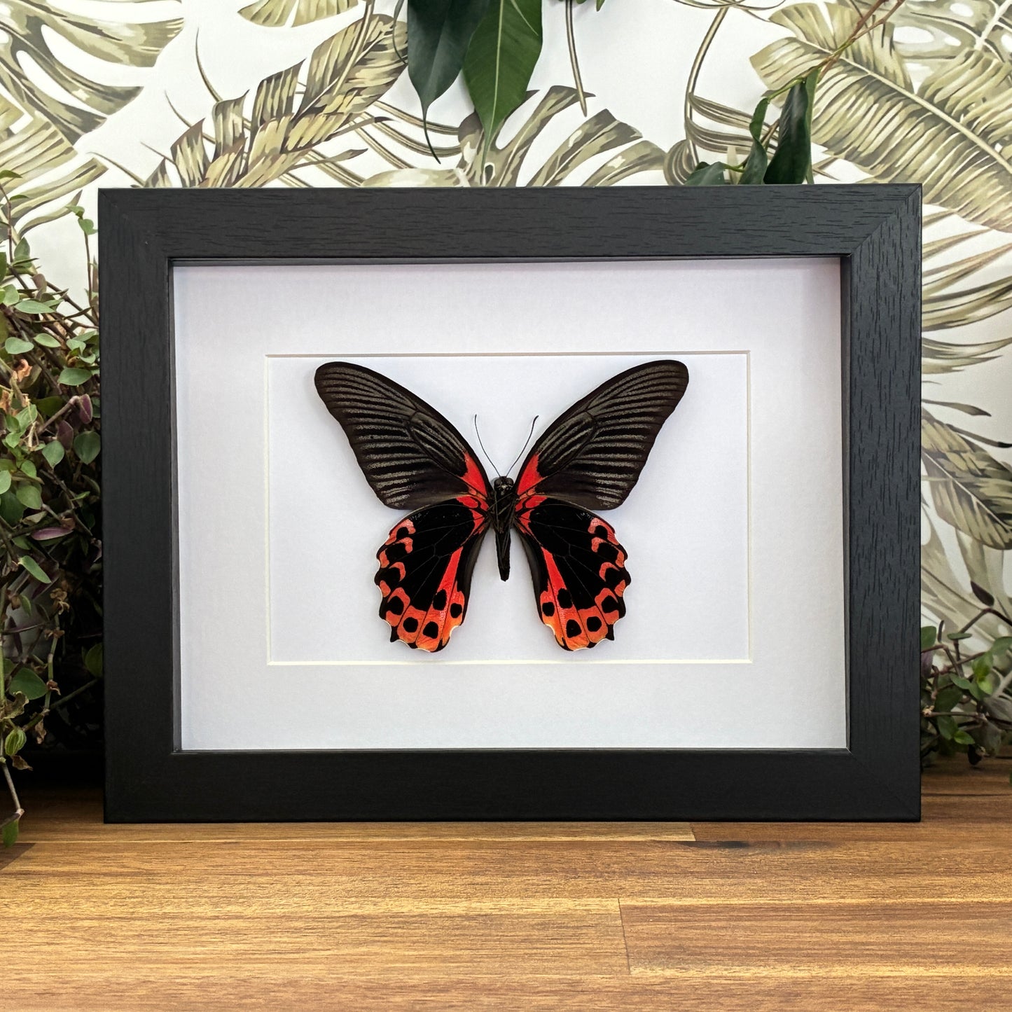 Scarlet Mormon - Ventral