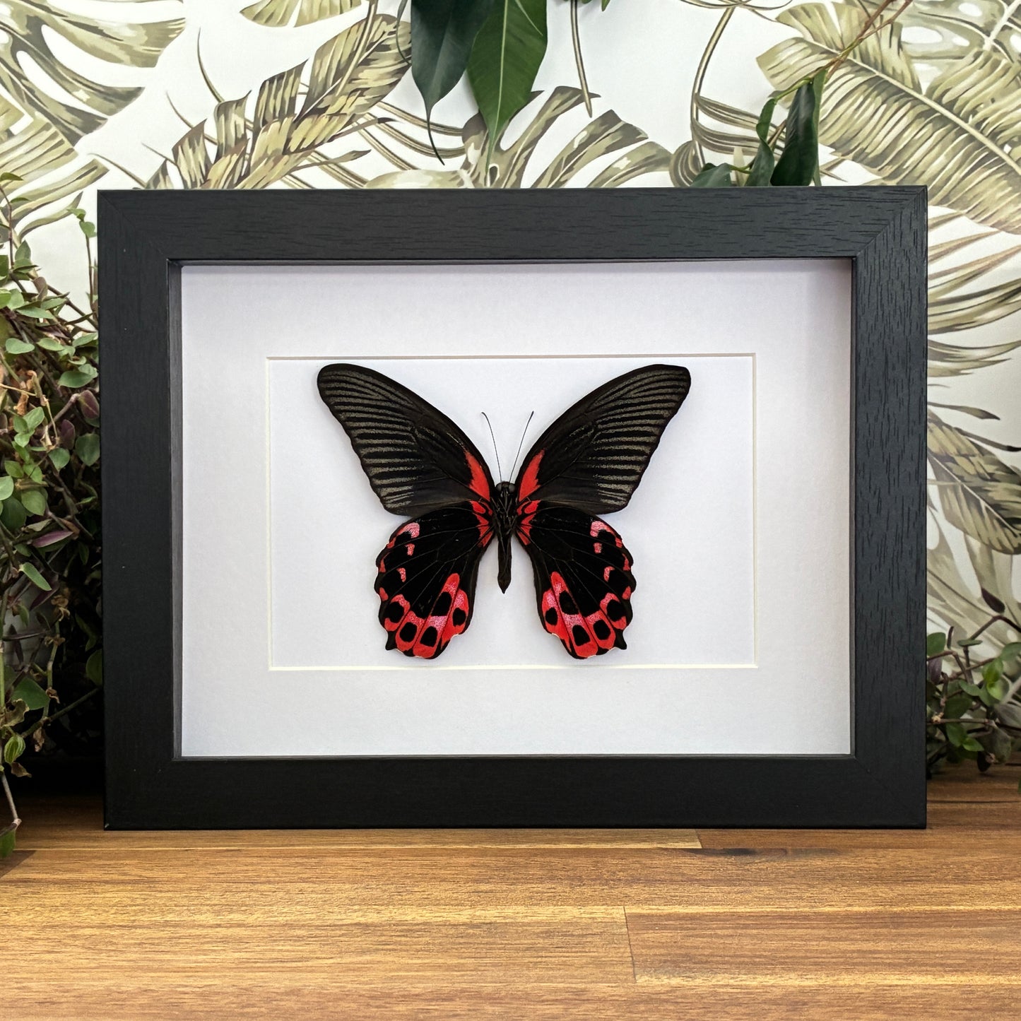 Scarlet Mormon - Ventral