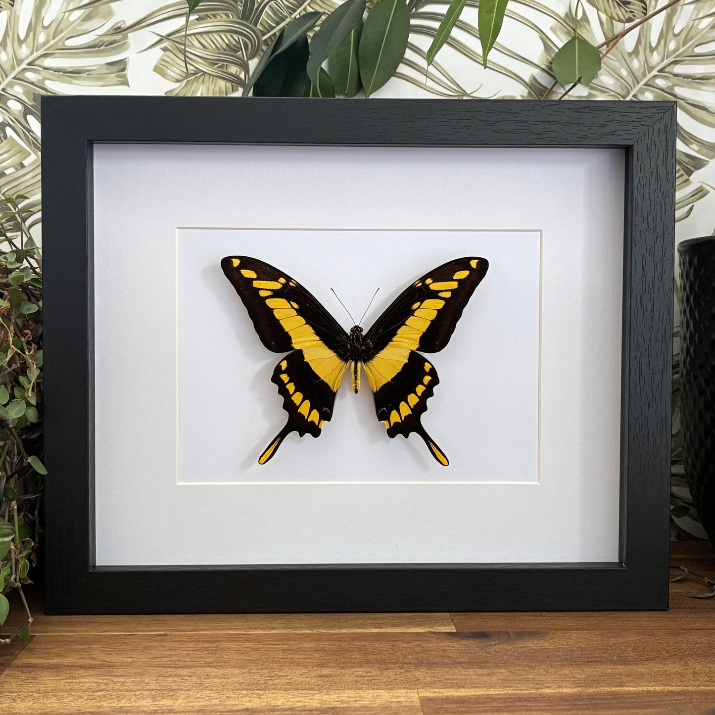 King Swallowtail