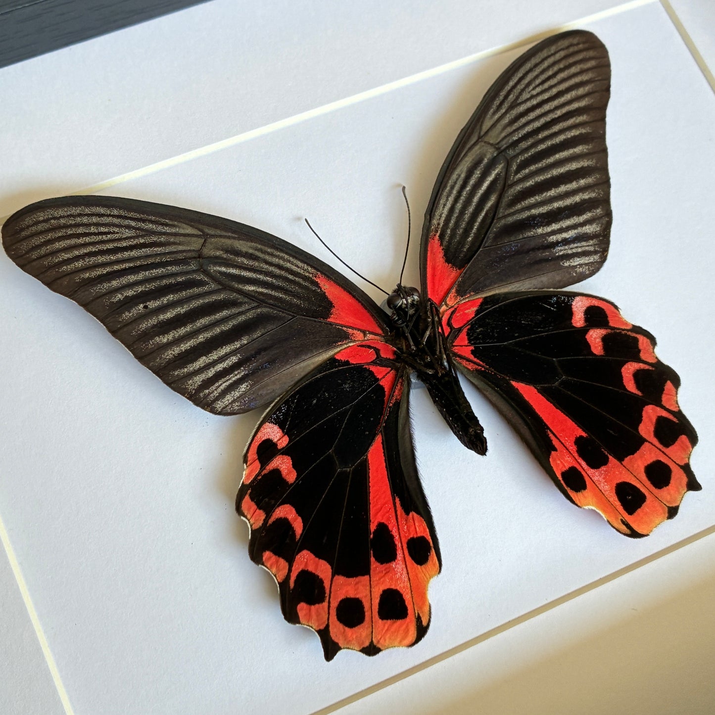Scarlet Mormon - Ventral