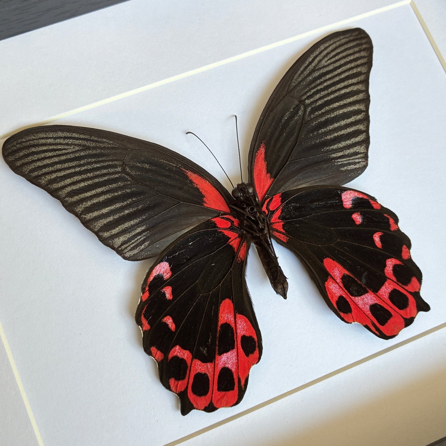 Scarlet Mormon - Ventral