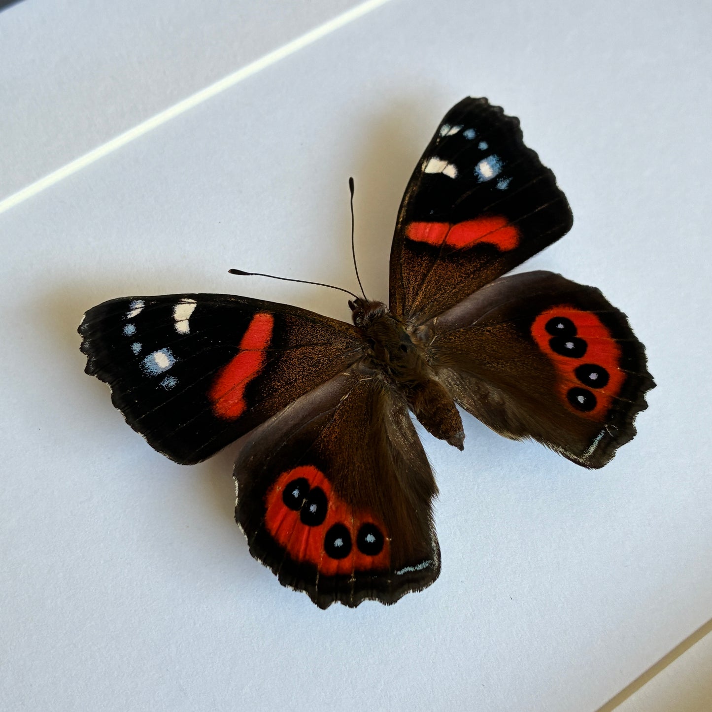 New Zealand Red Admiral - Dorsal