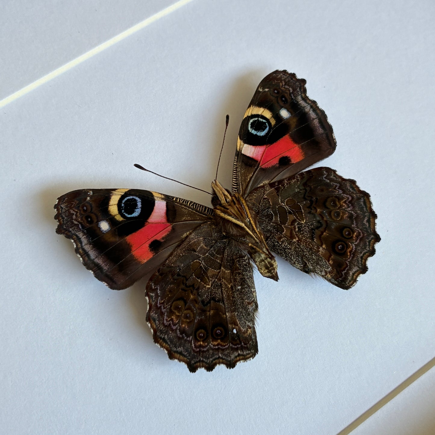 New Zealand Red Admiral - Ventral