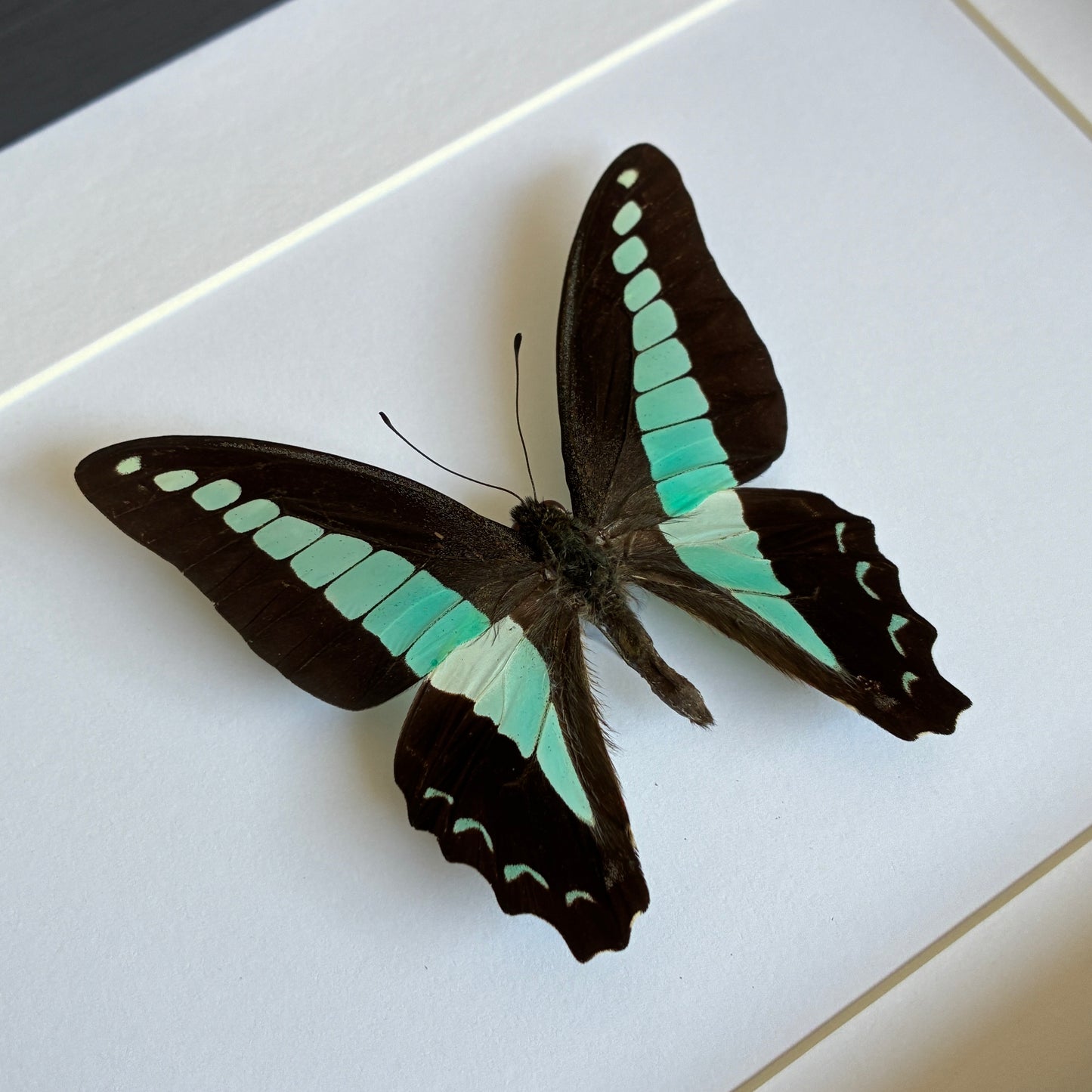 Common Bluebottle