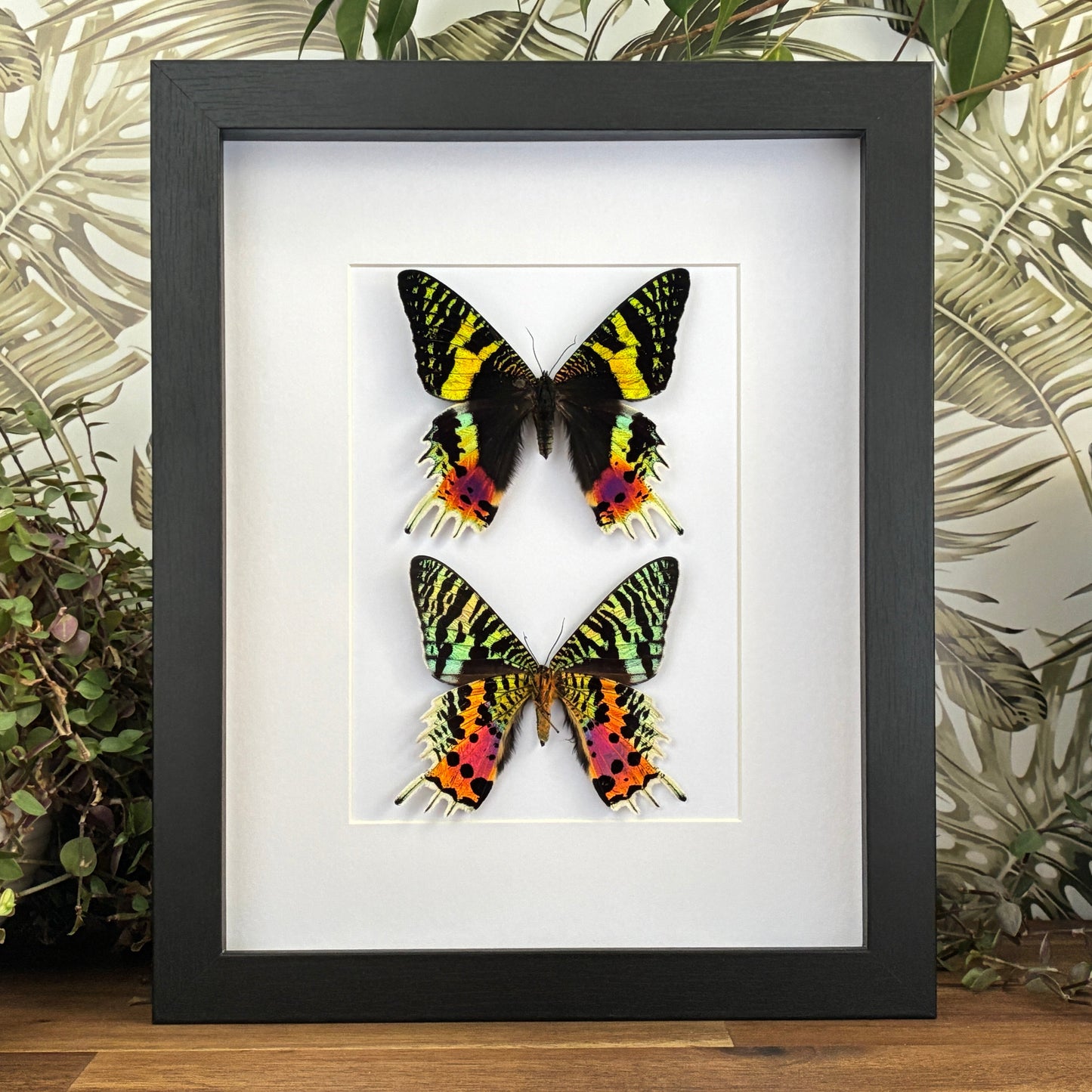 Madagascan Sunset Moths - Dorsal & Ventral