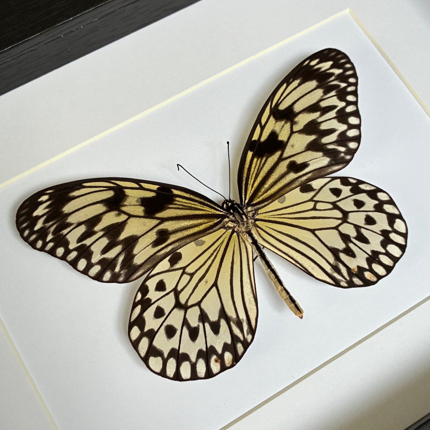 Paper Kite