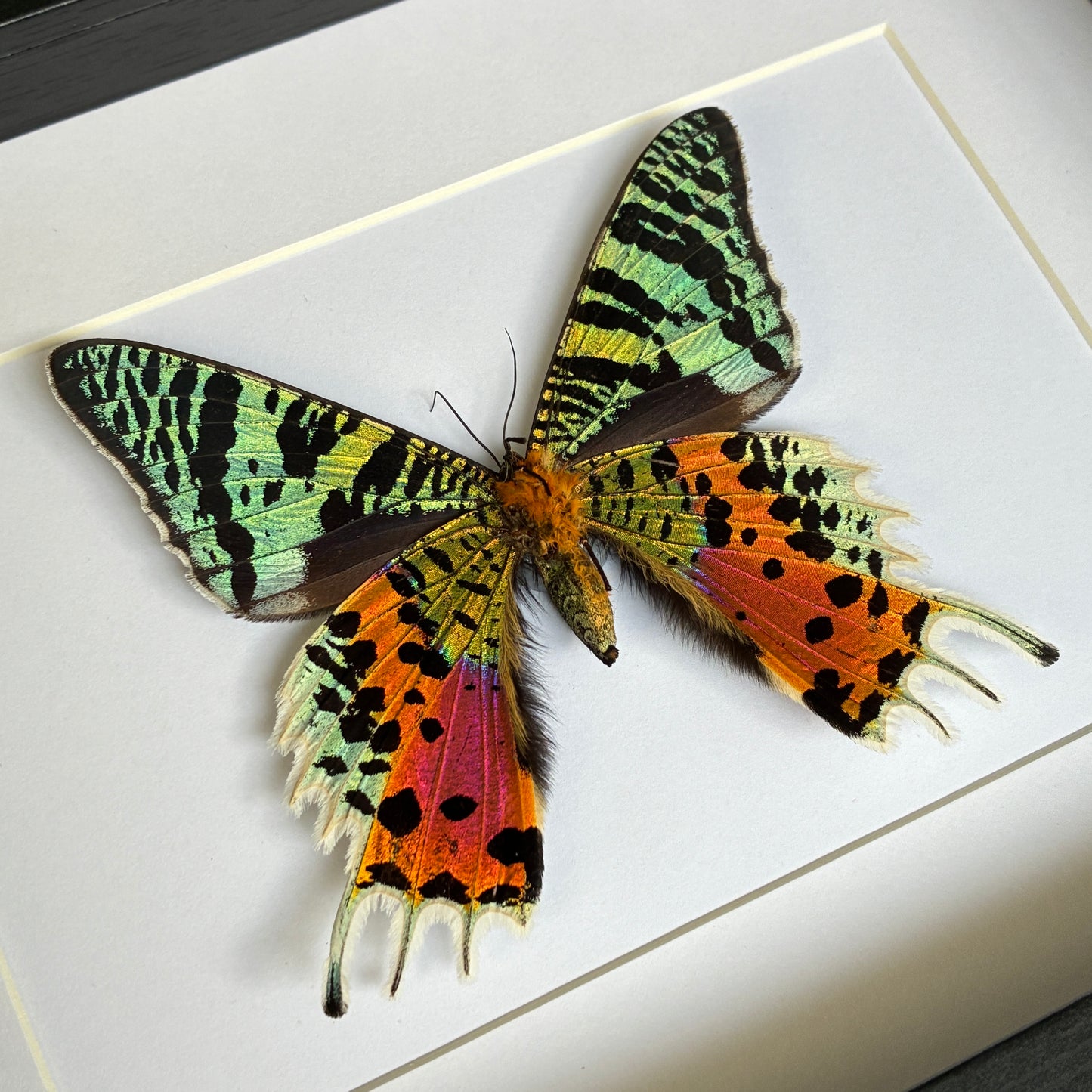Madagascan Sunset Moth - Ventral