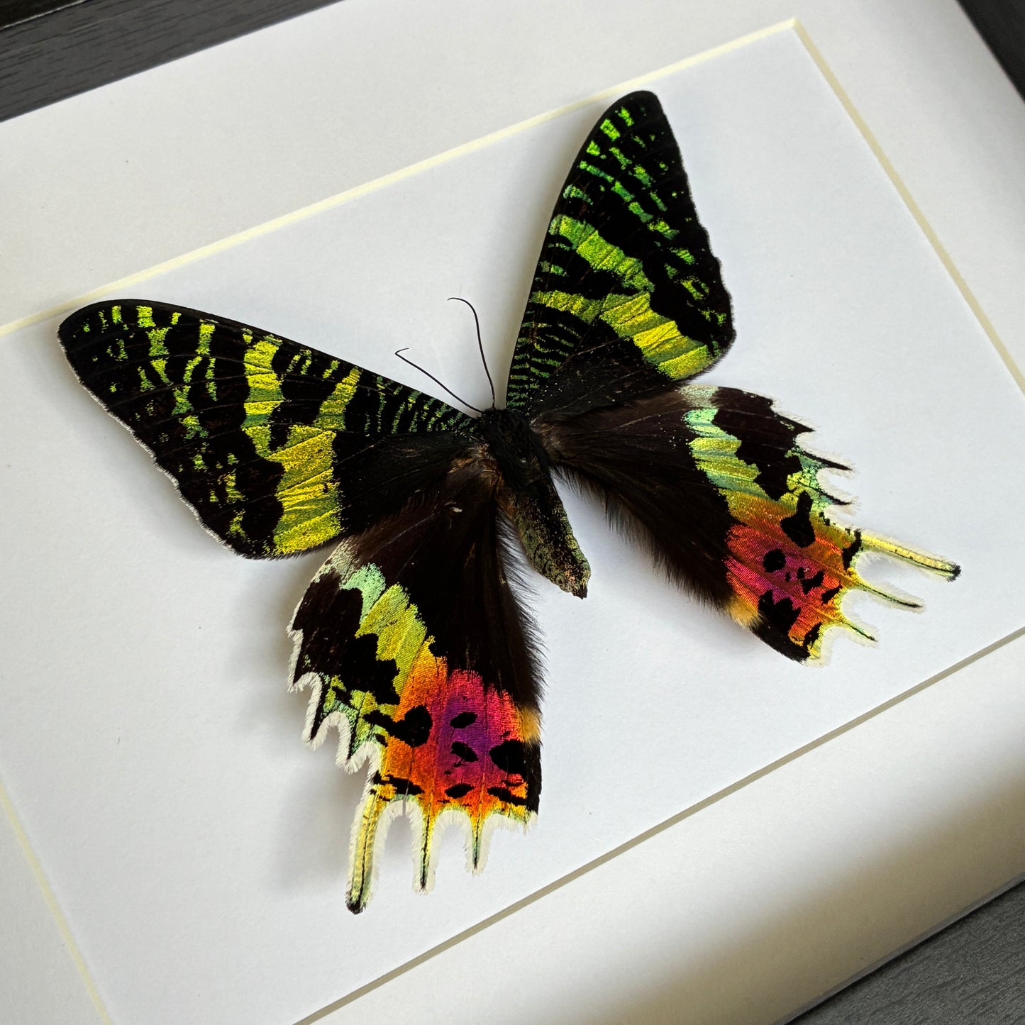 Madagascan Sunset Moth - Dorsal
