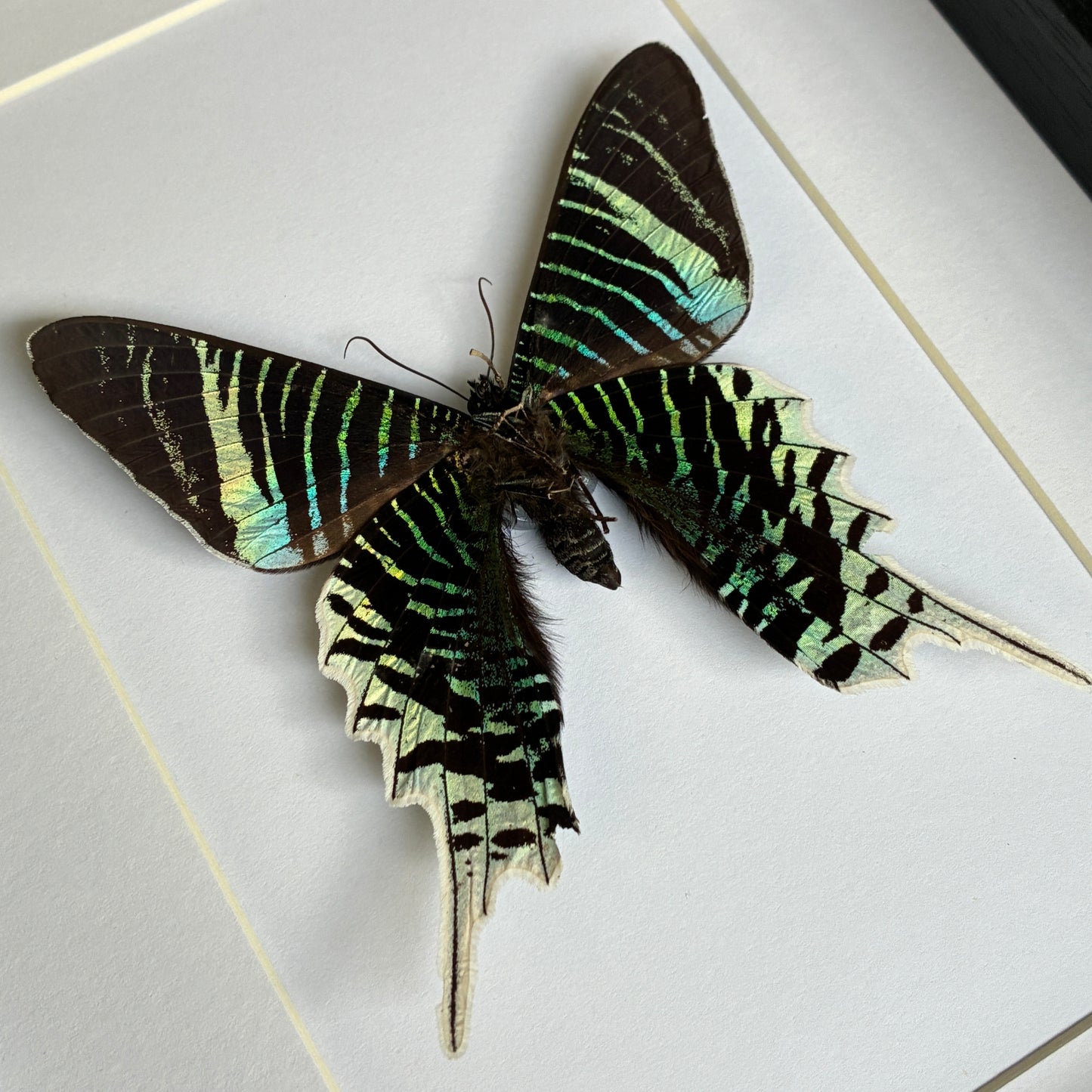 Green-banded Urania Moth - Ventral