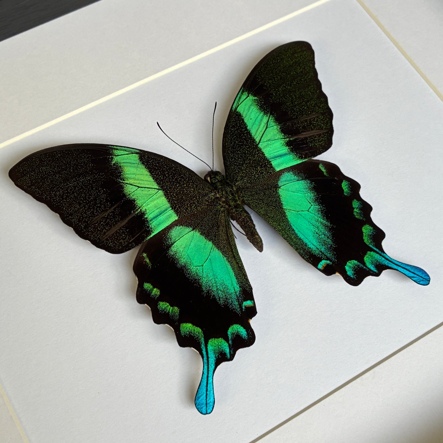 Green Peacock