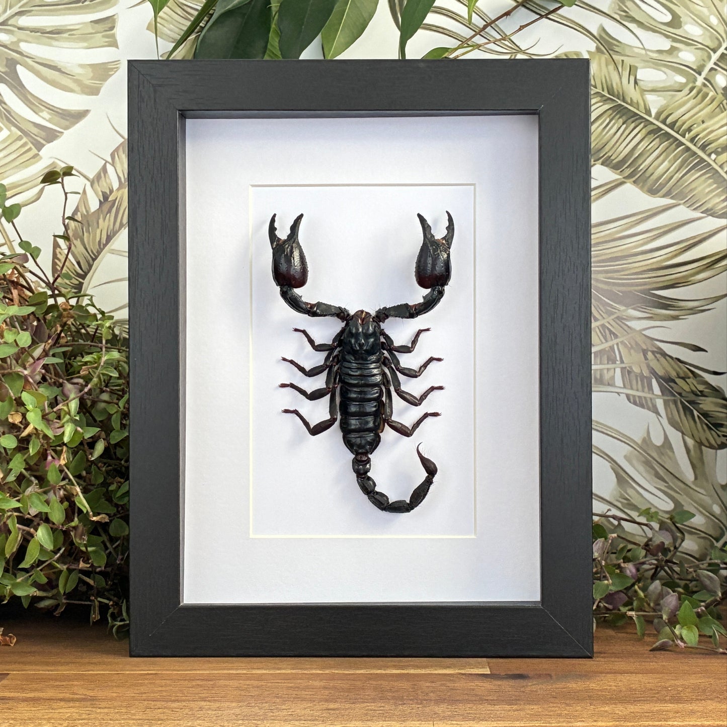 Laotian Giant Scorpion