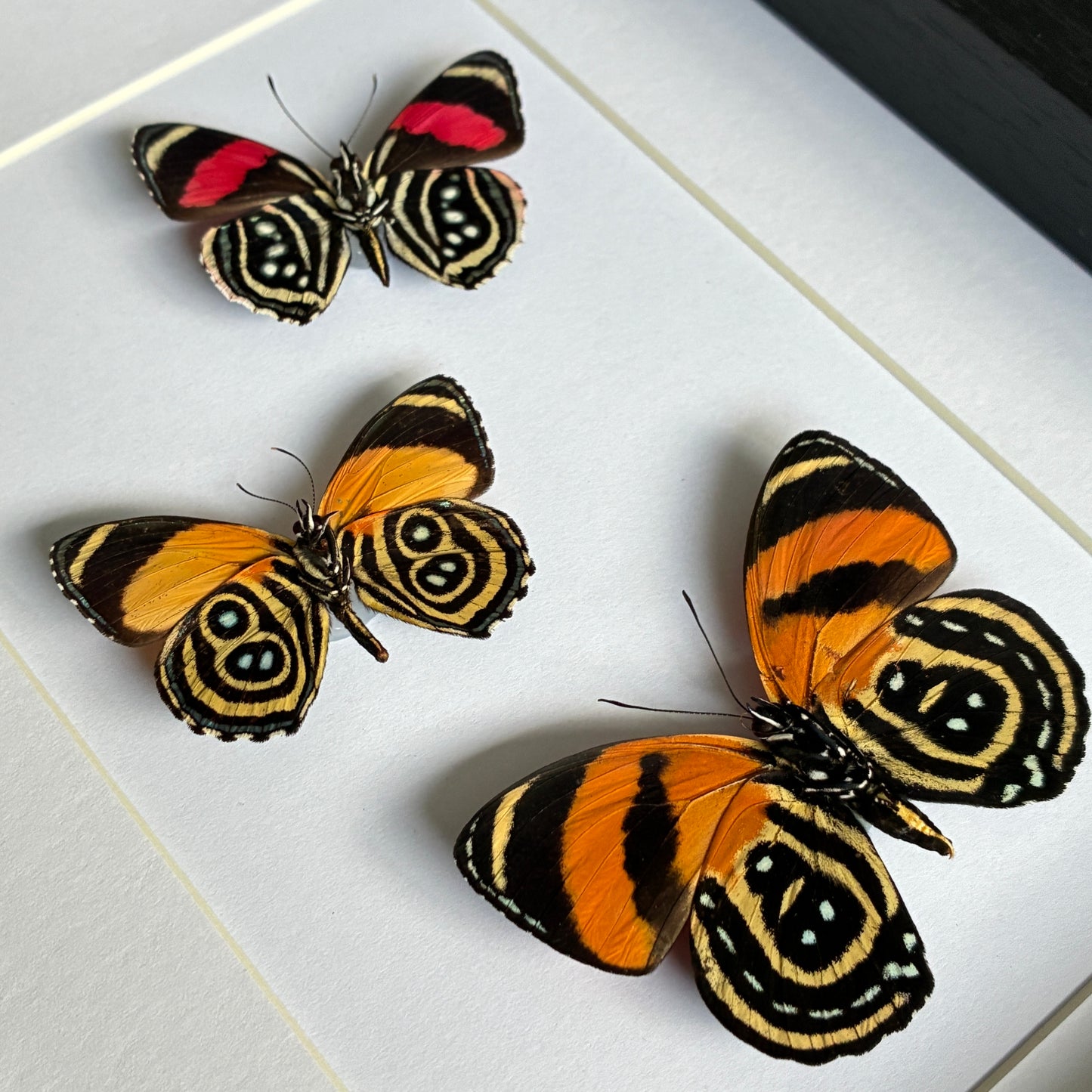 Set of Three Numberwings - Ventral