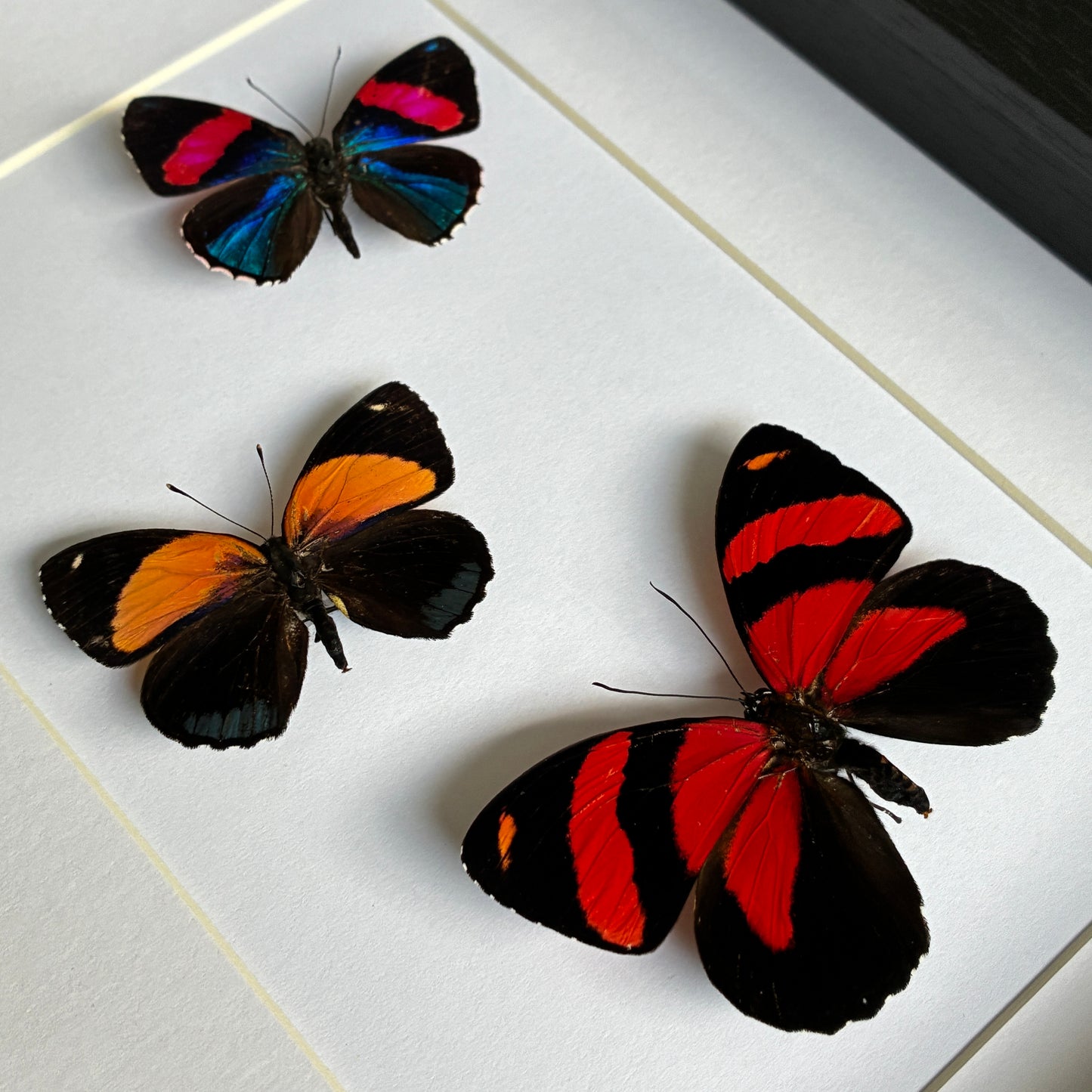 Set of Three Numberwings - Dorsal