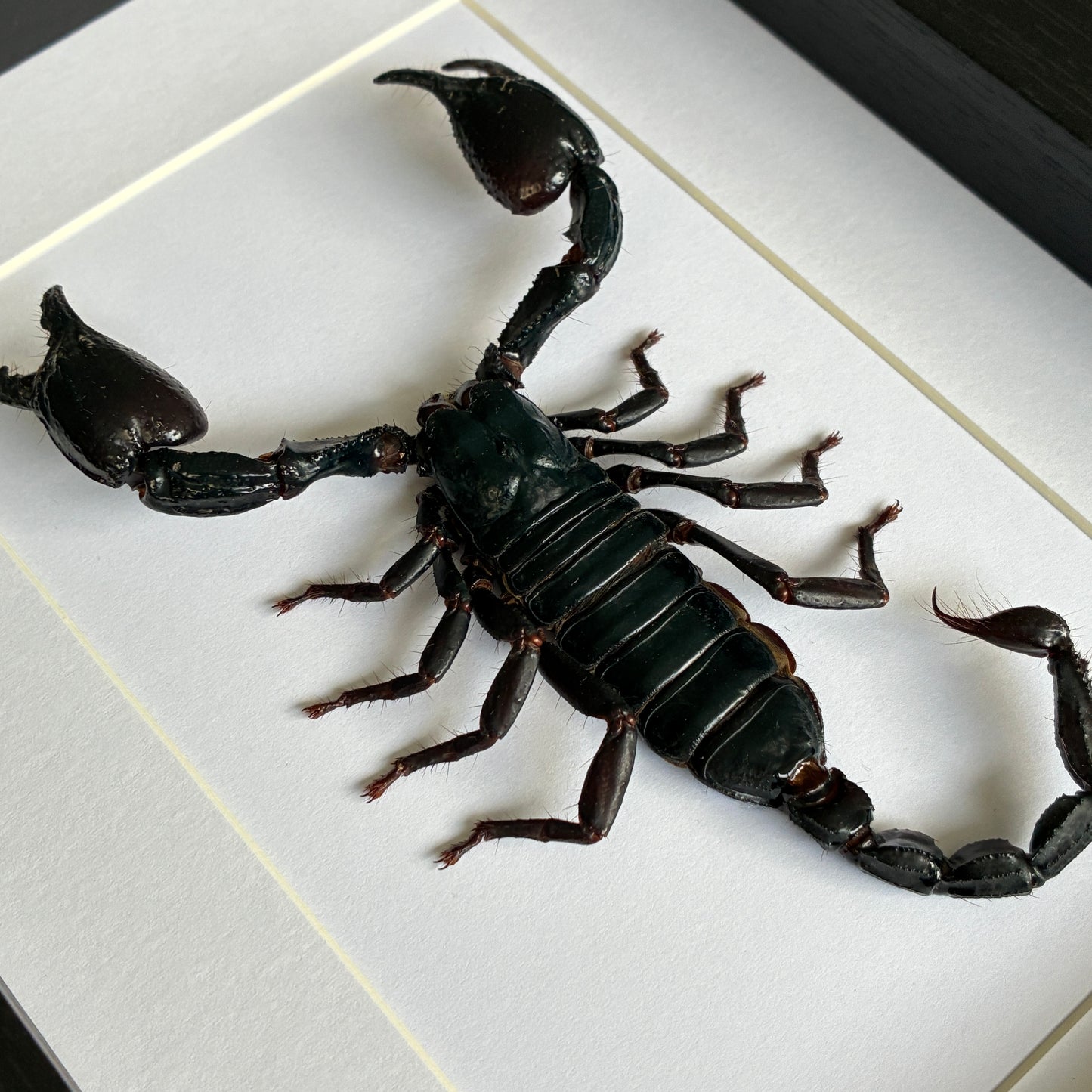 Laotian Giant Scorpion