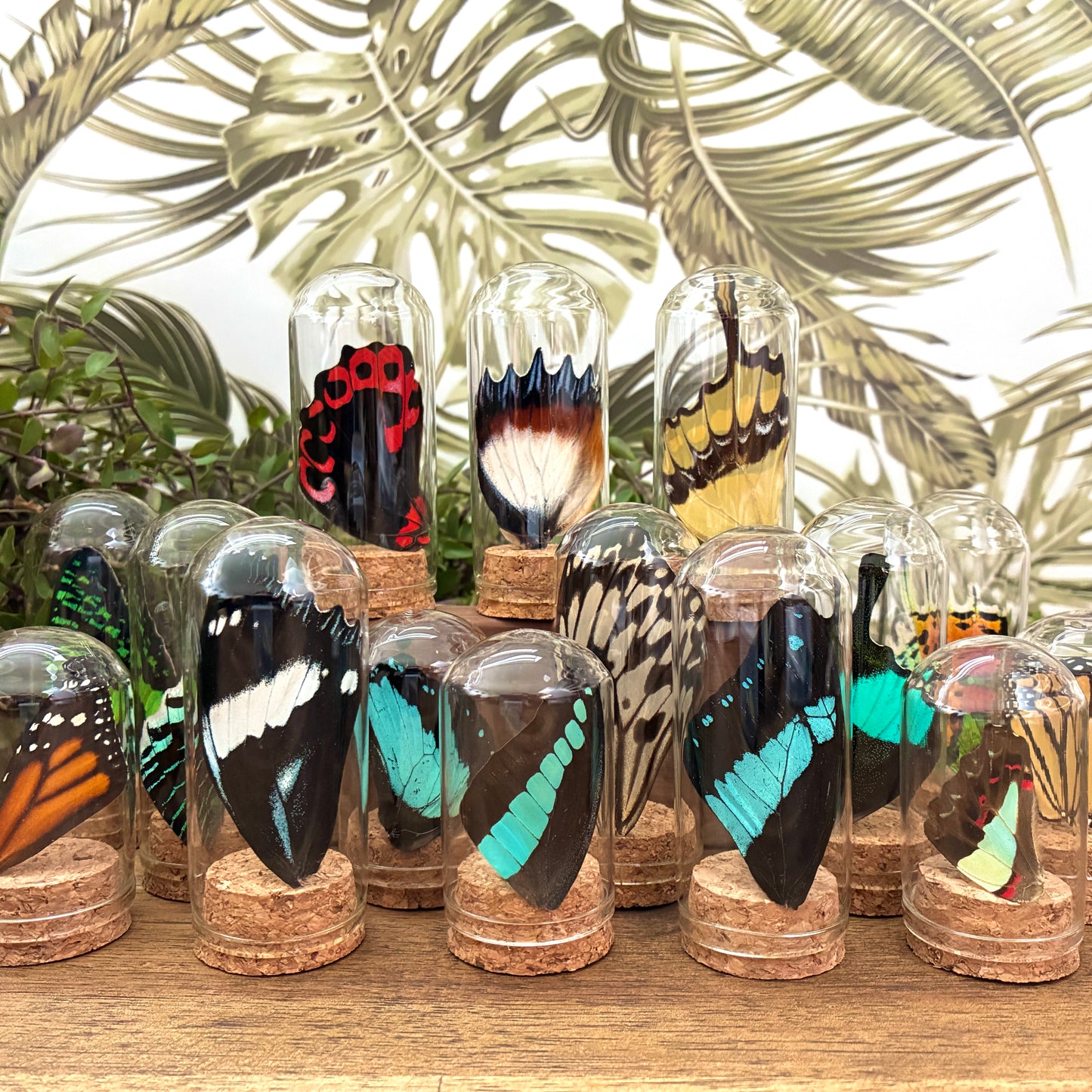 Assorted Wing Jars