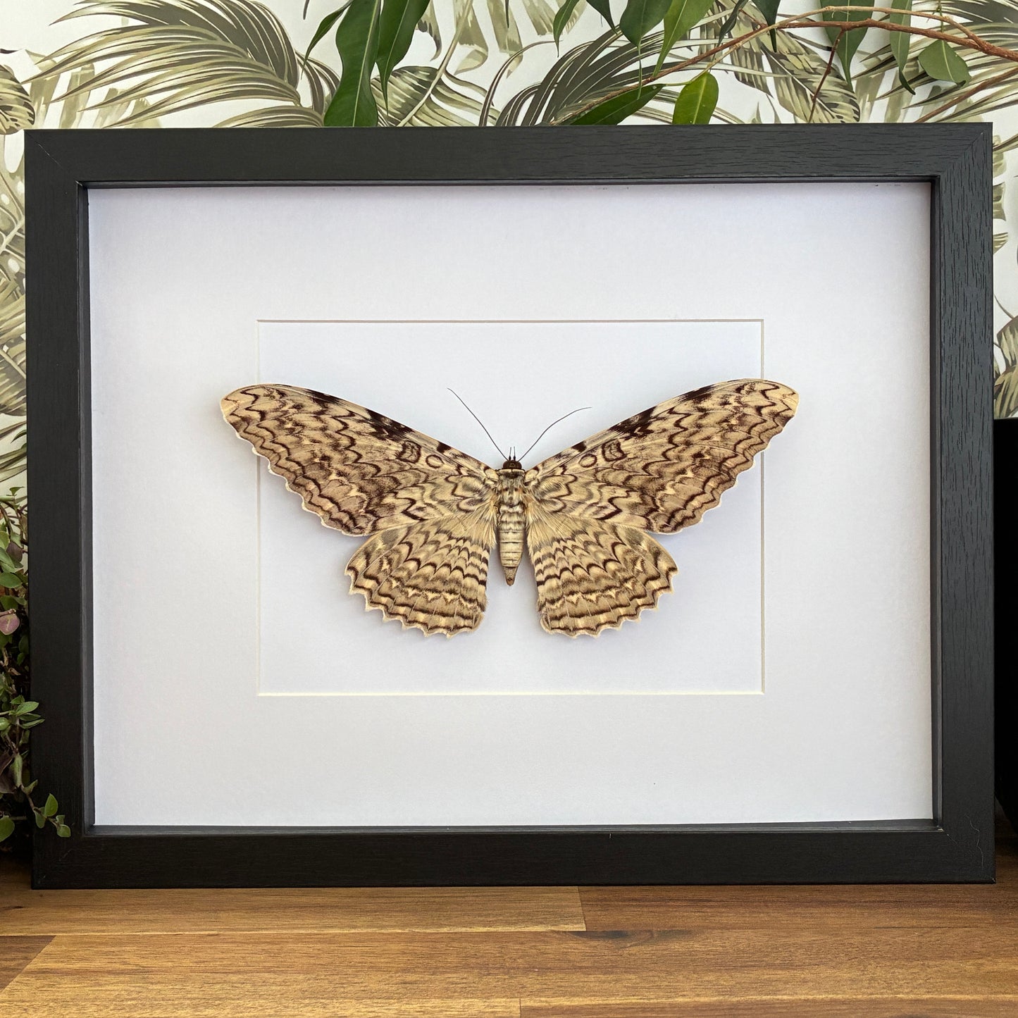 White Witch Moth