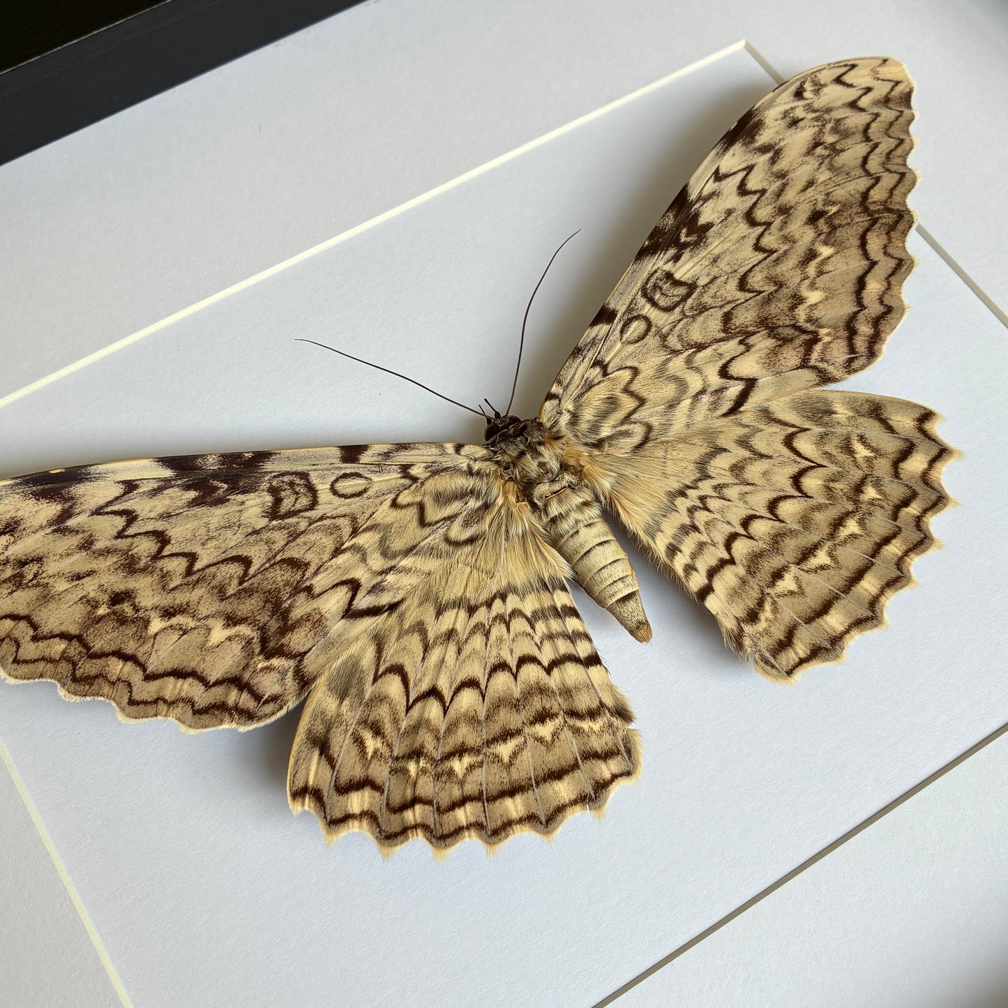 White Witch Moth