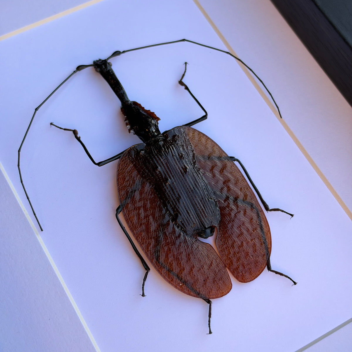 Violin Beetle