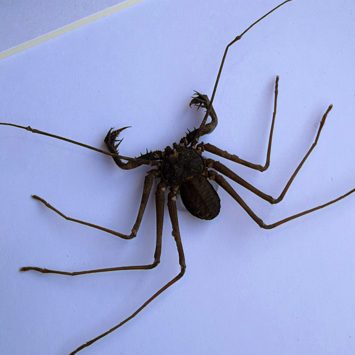 Whip Spider - Small