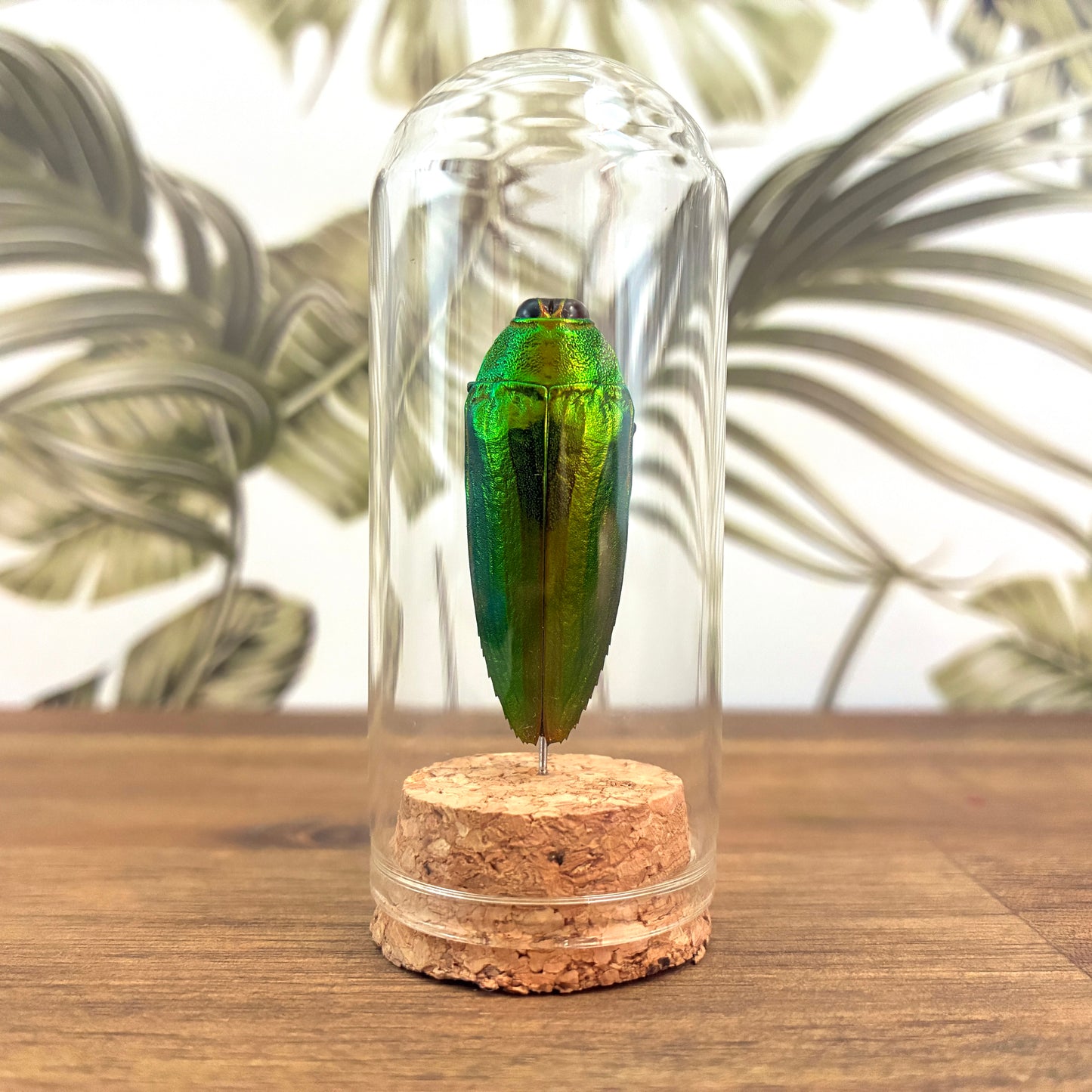 Beetle Jar