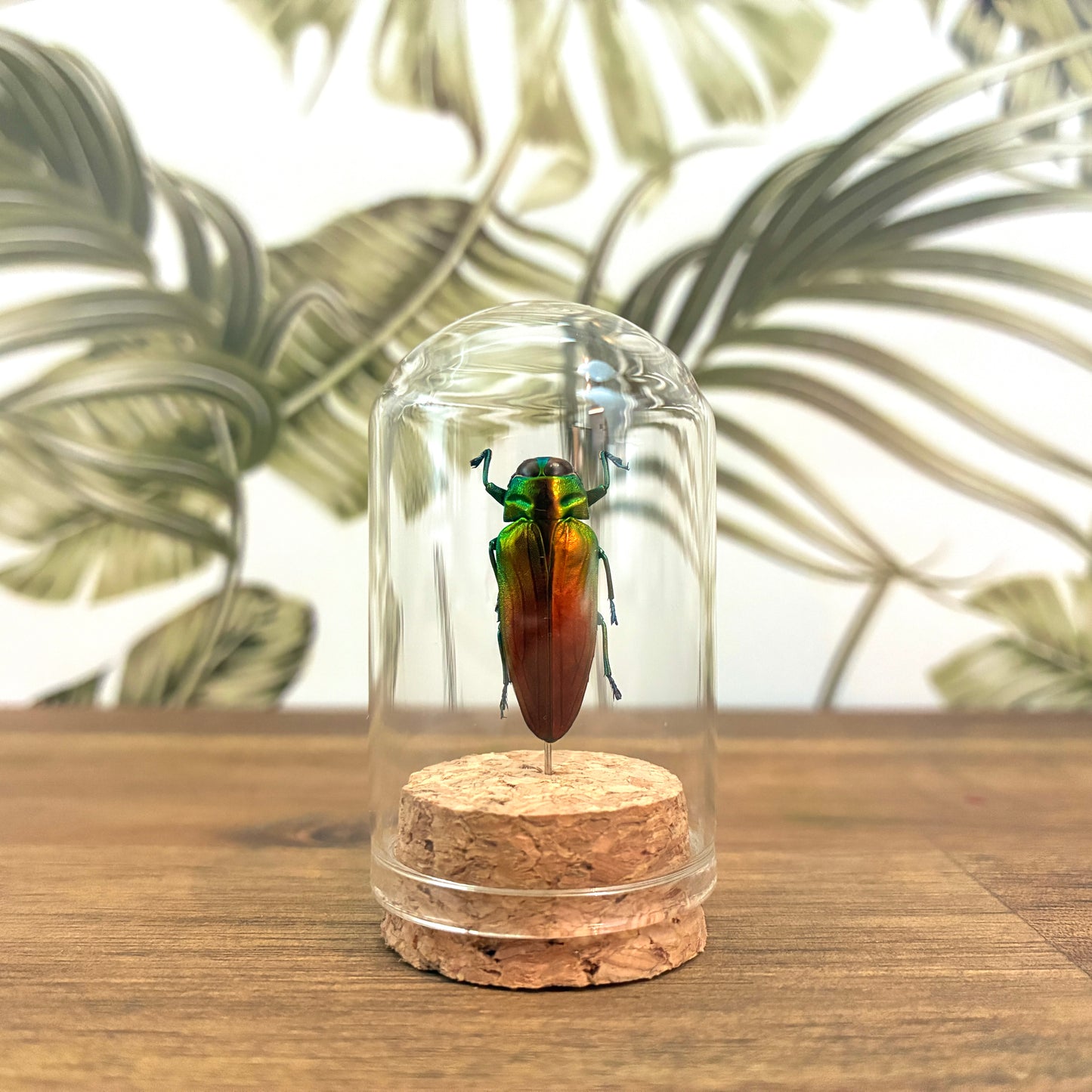 Beetle Jar