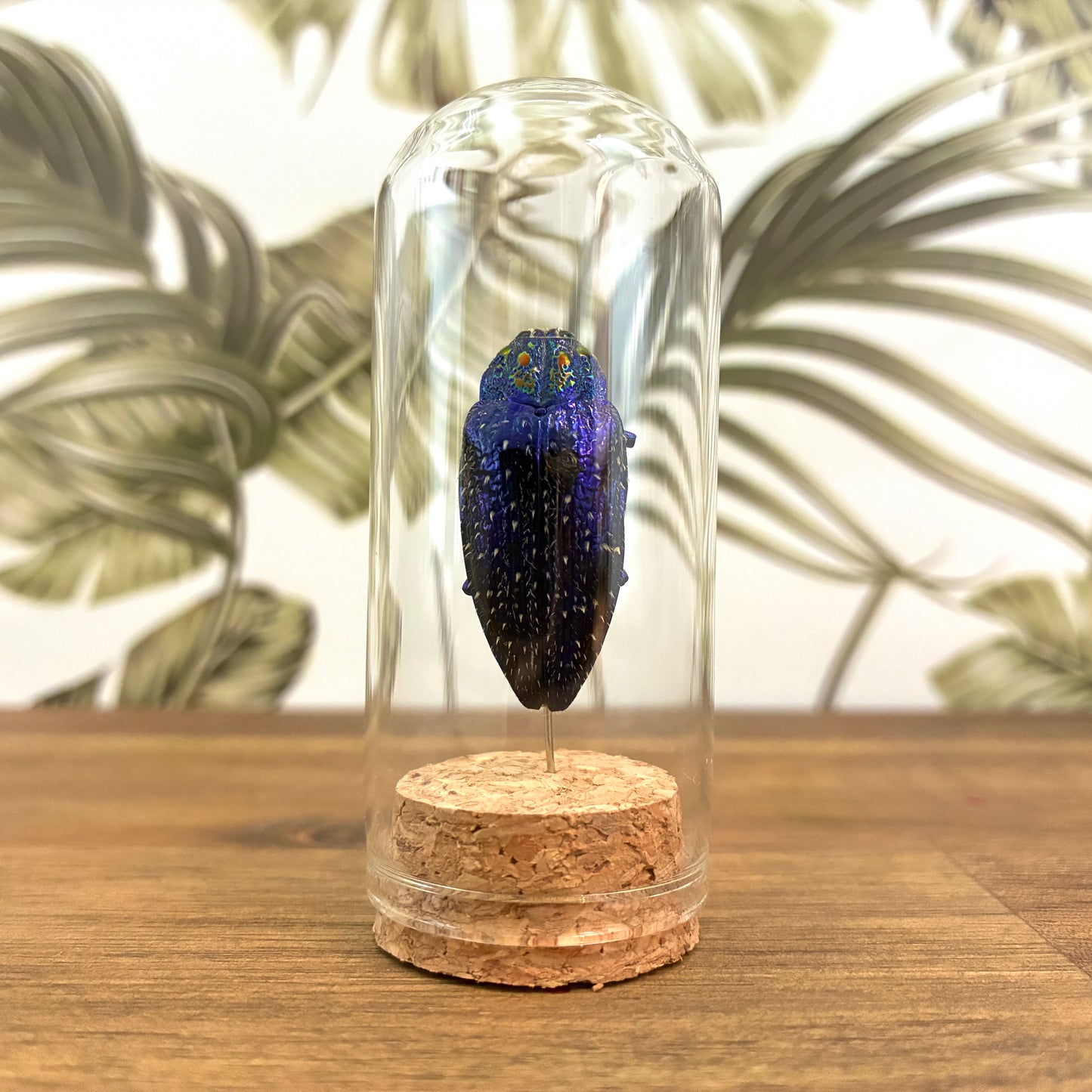 Beetle Jar