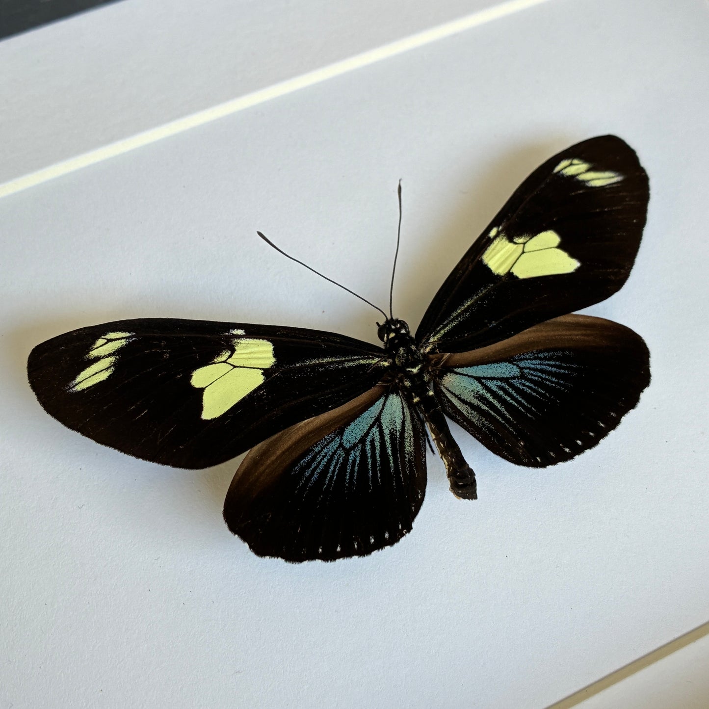 Doris Longwing