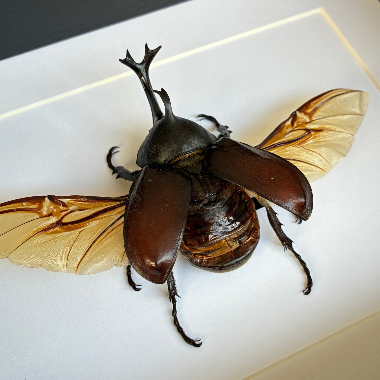 Japanese Rhino Beetle