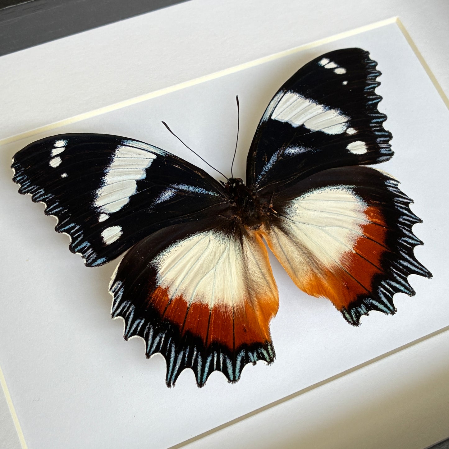 Madagascar Diadem