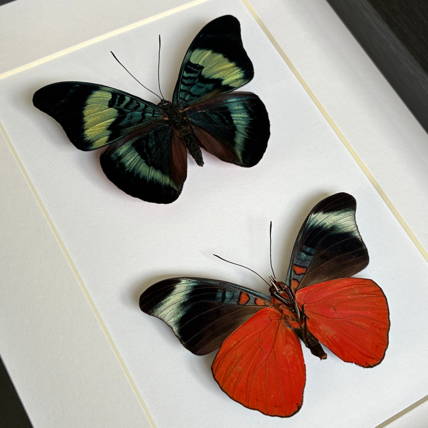 Prola Beauties - Dorsal & Ventral