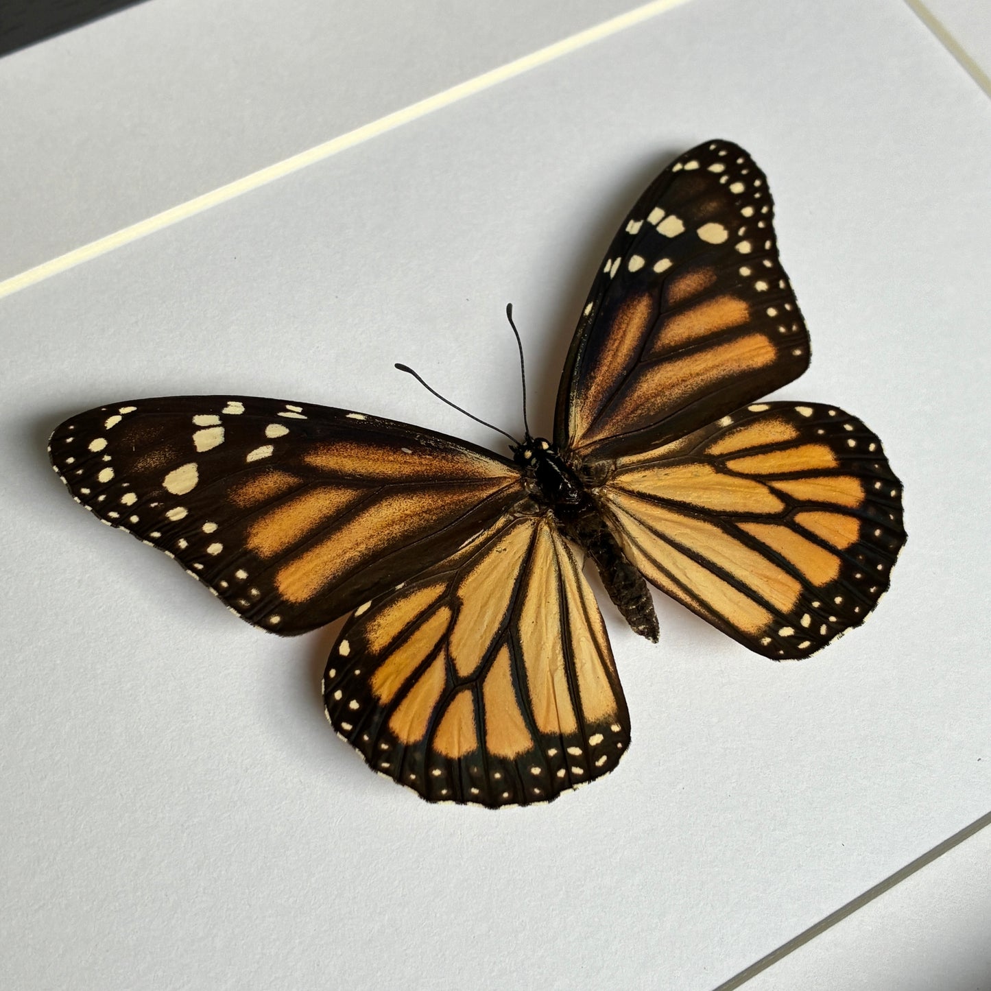 Monarch - Female