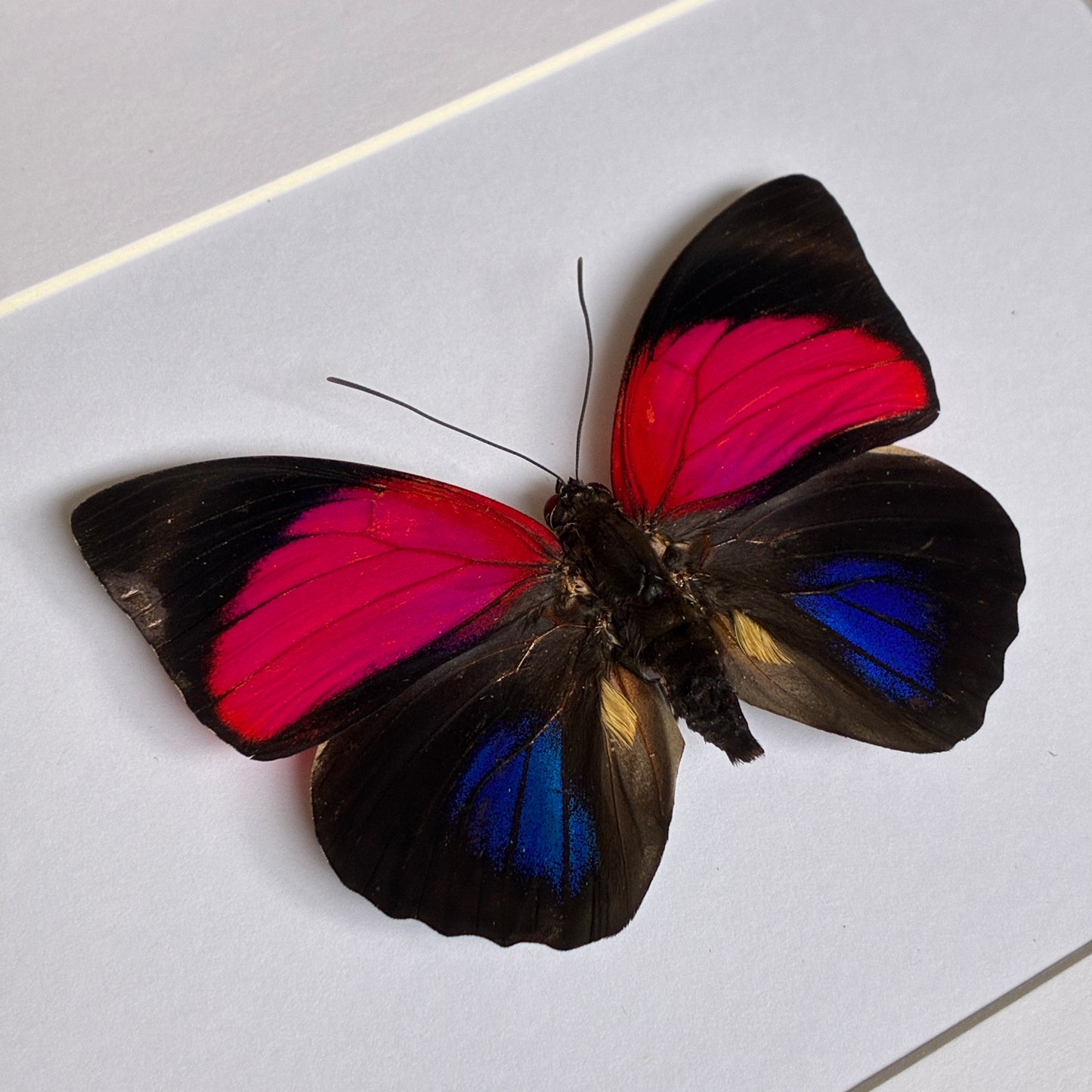 Claudina Agrias - Dorsal