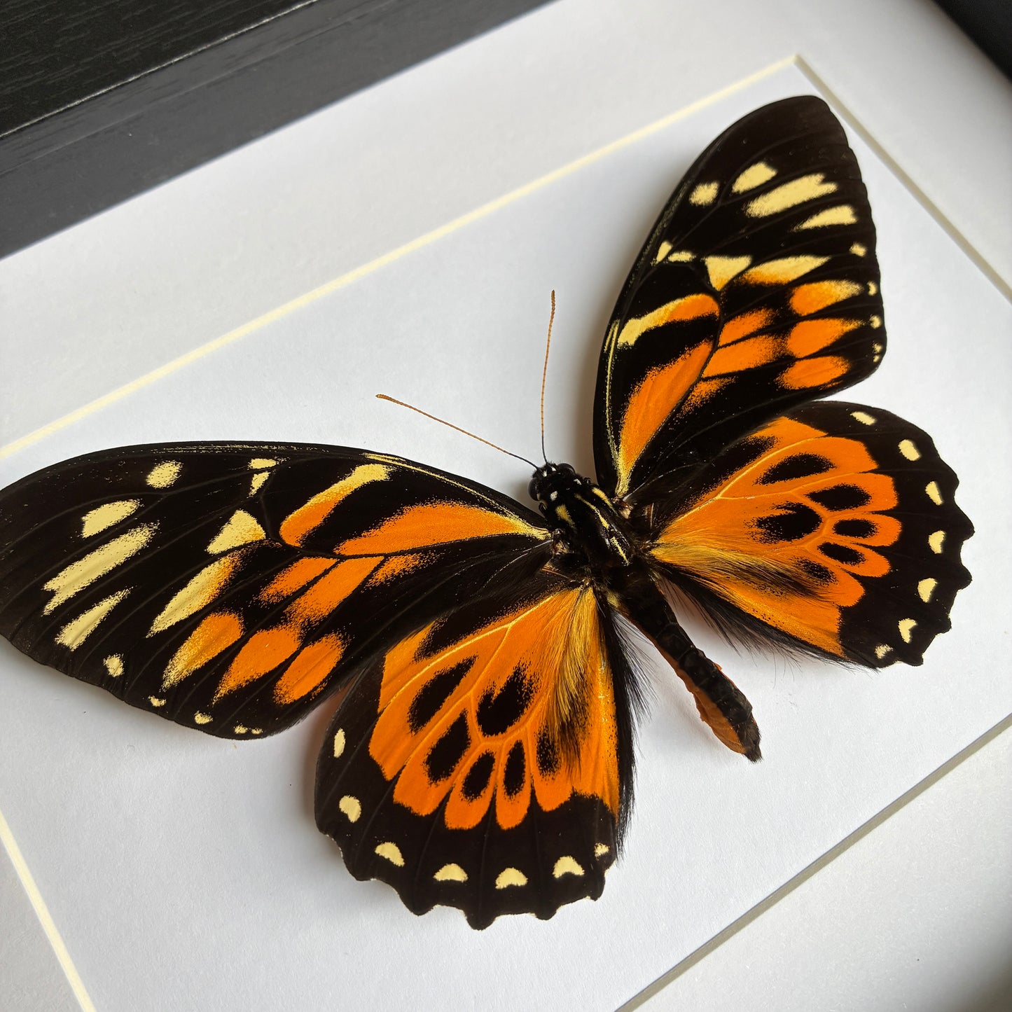 Giant Orange Tiger