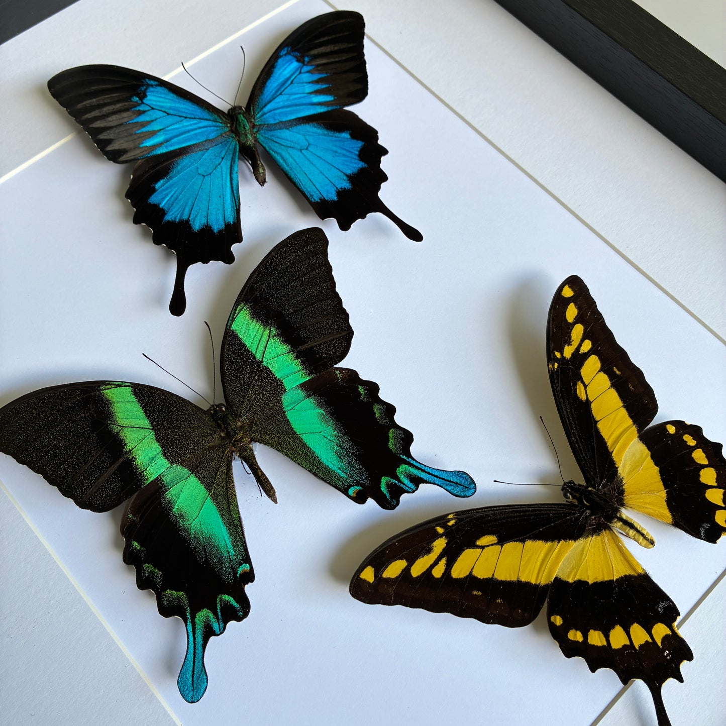 Set of Three Swallowtails
