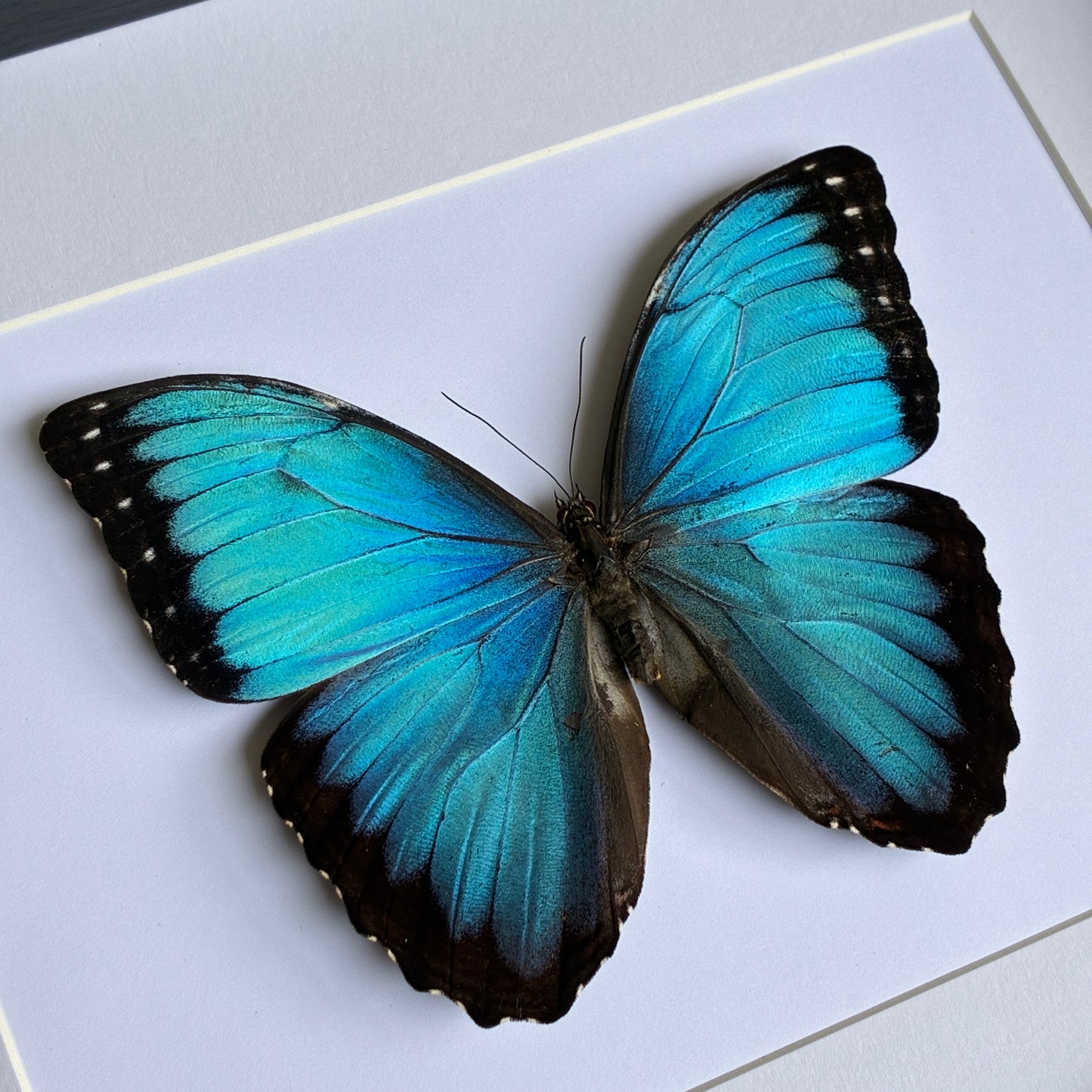 Common Morpho - Male