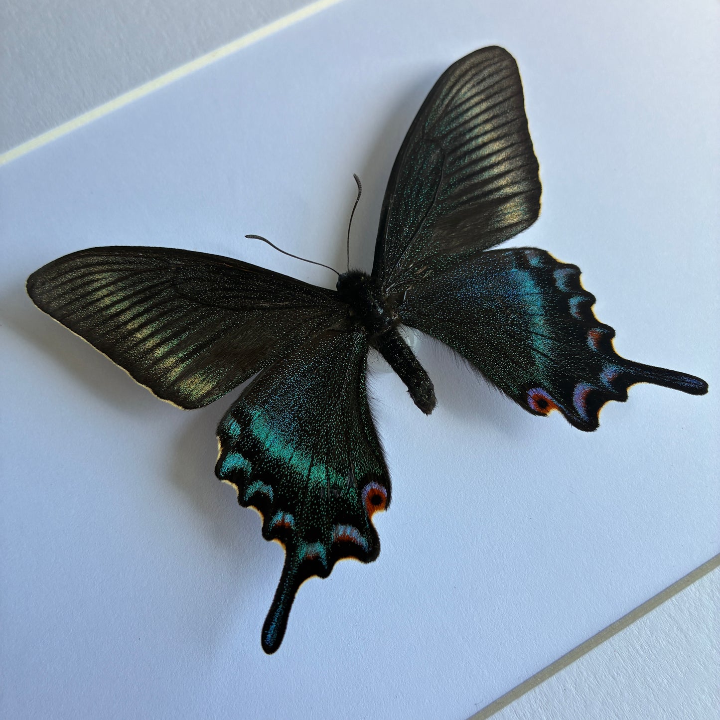 Alpine Black Swallowtail - Spring Form